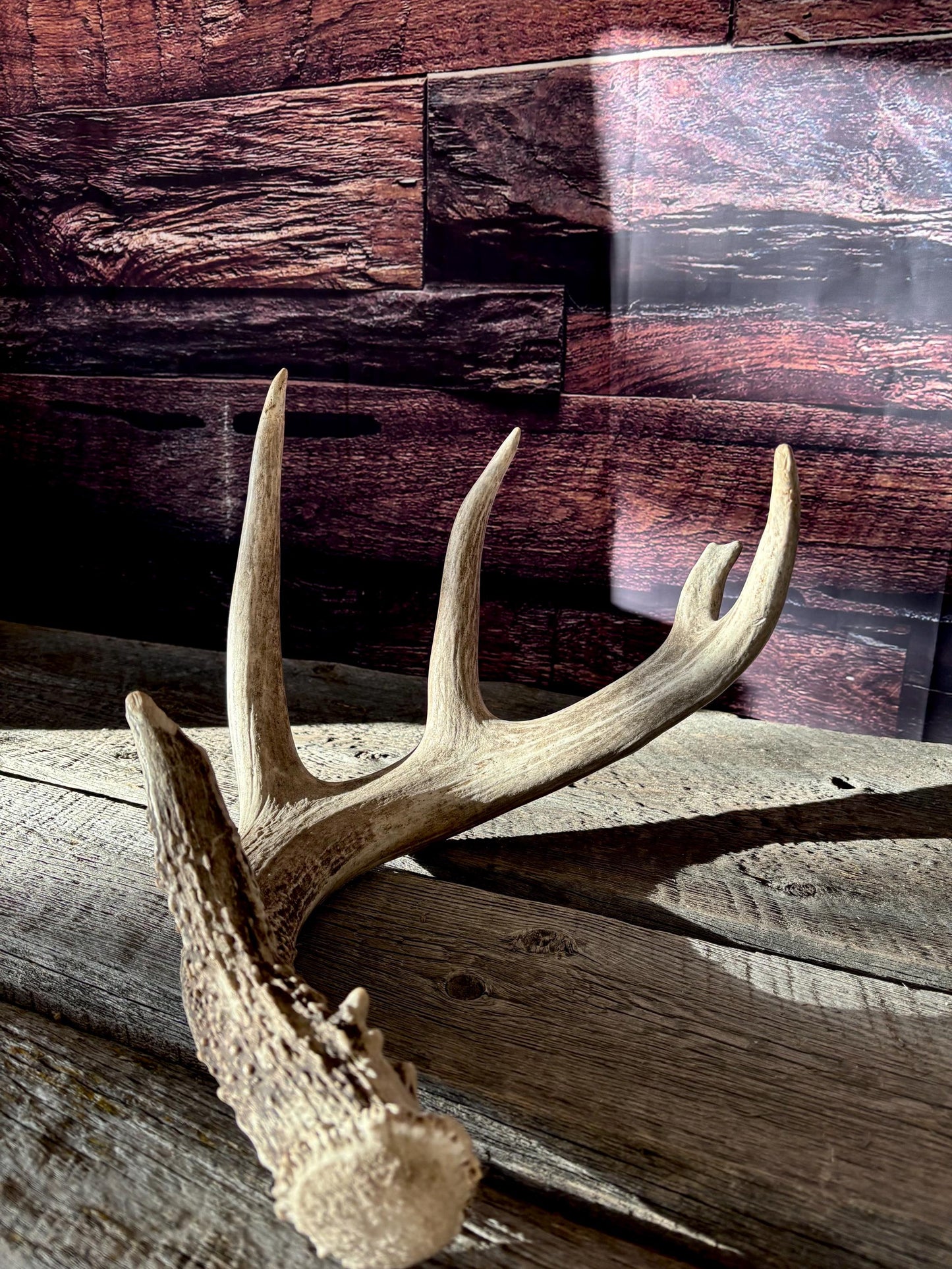 Large White-tailed deer Antler. 5 -point buck. Crafting, decor and more!