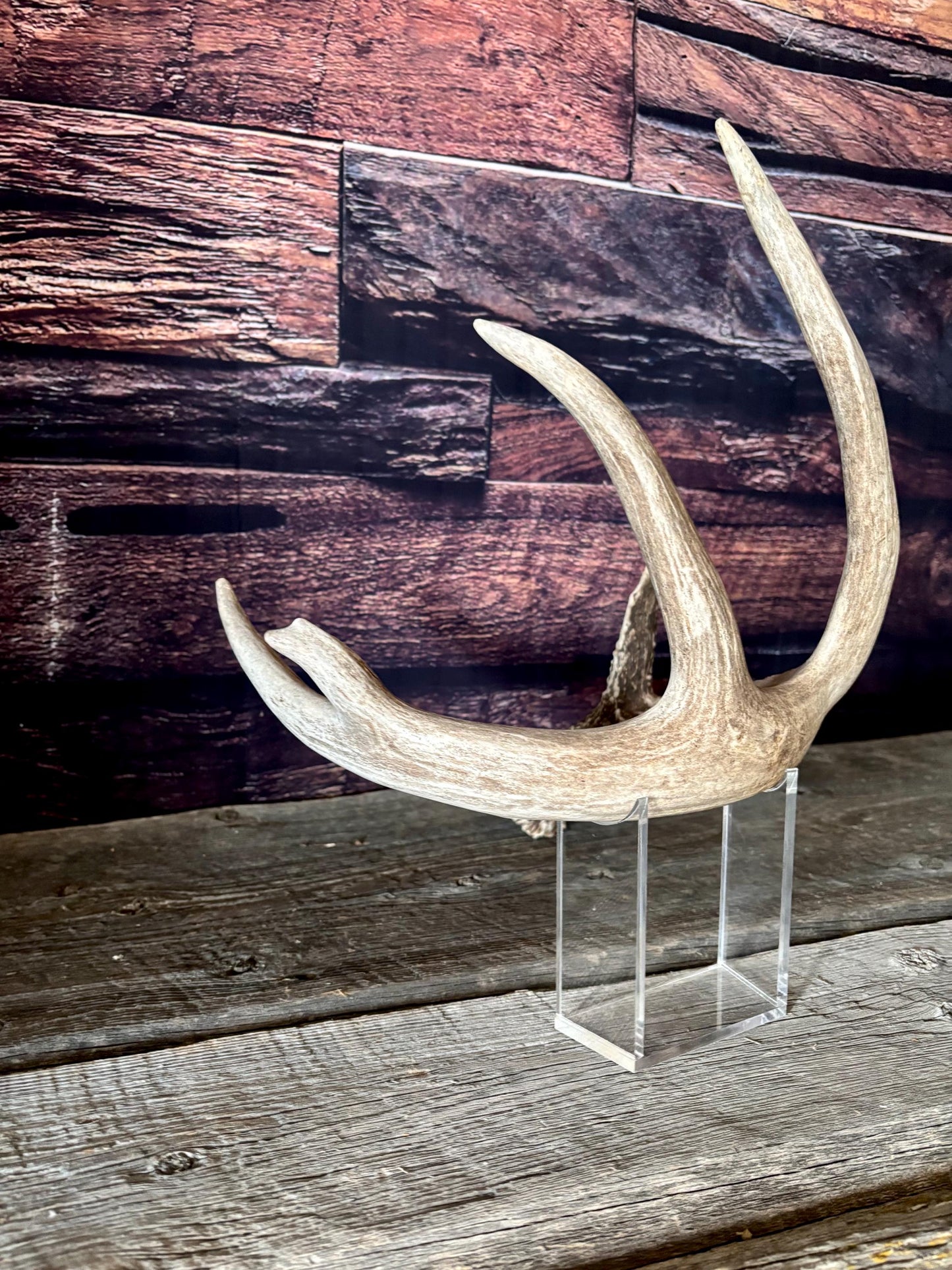 Large White-tailed deer Antler. 5 -point buck. Crafting, decor and more!