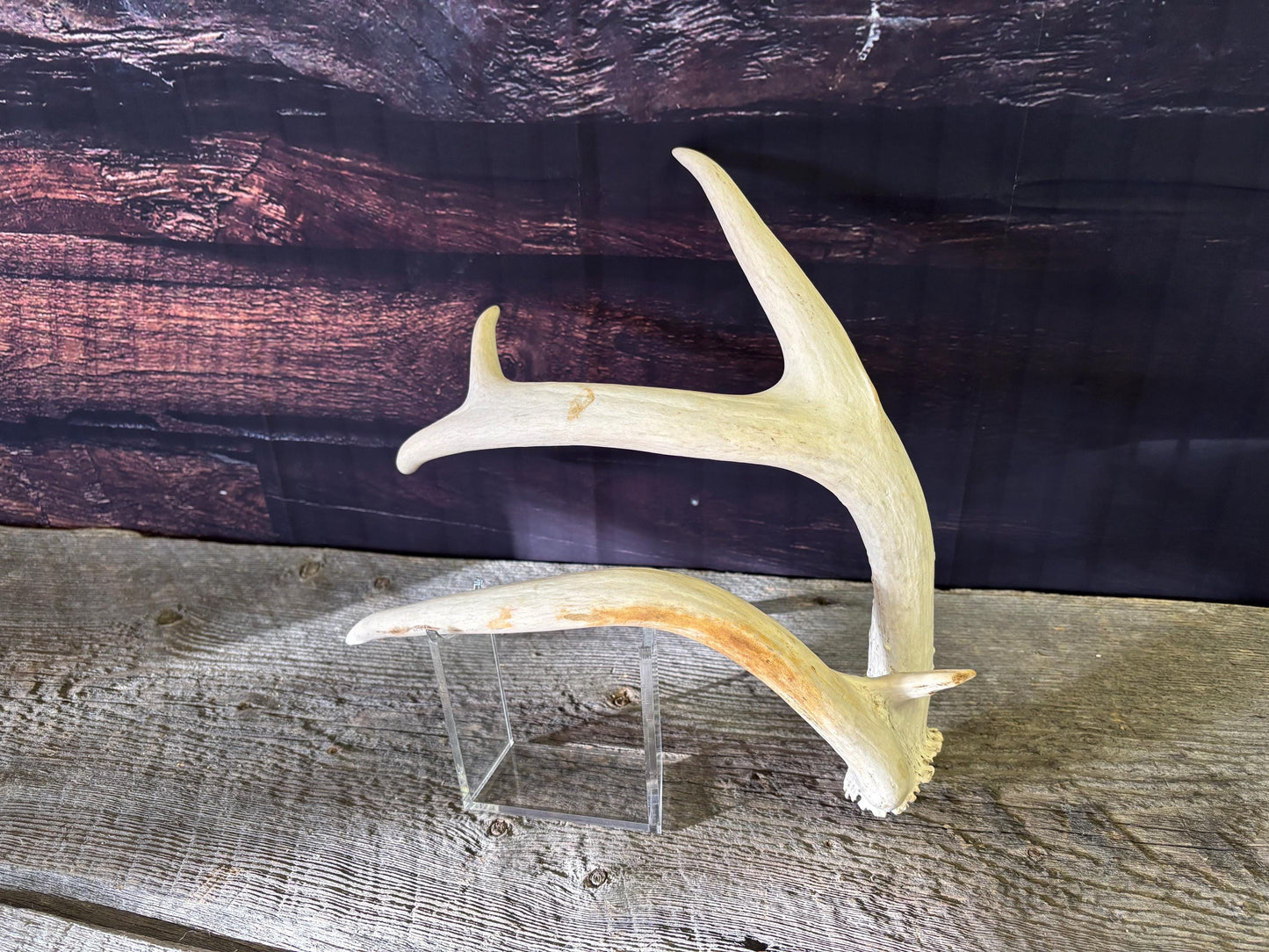 Unique White-tailed Deer Antler - Collectible Canadian Whitetailed deer Antler. Decor, design, crafting and more!