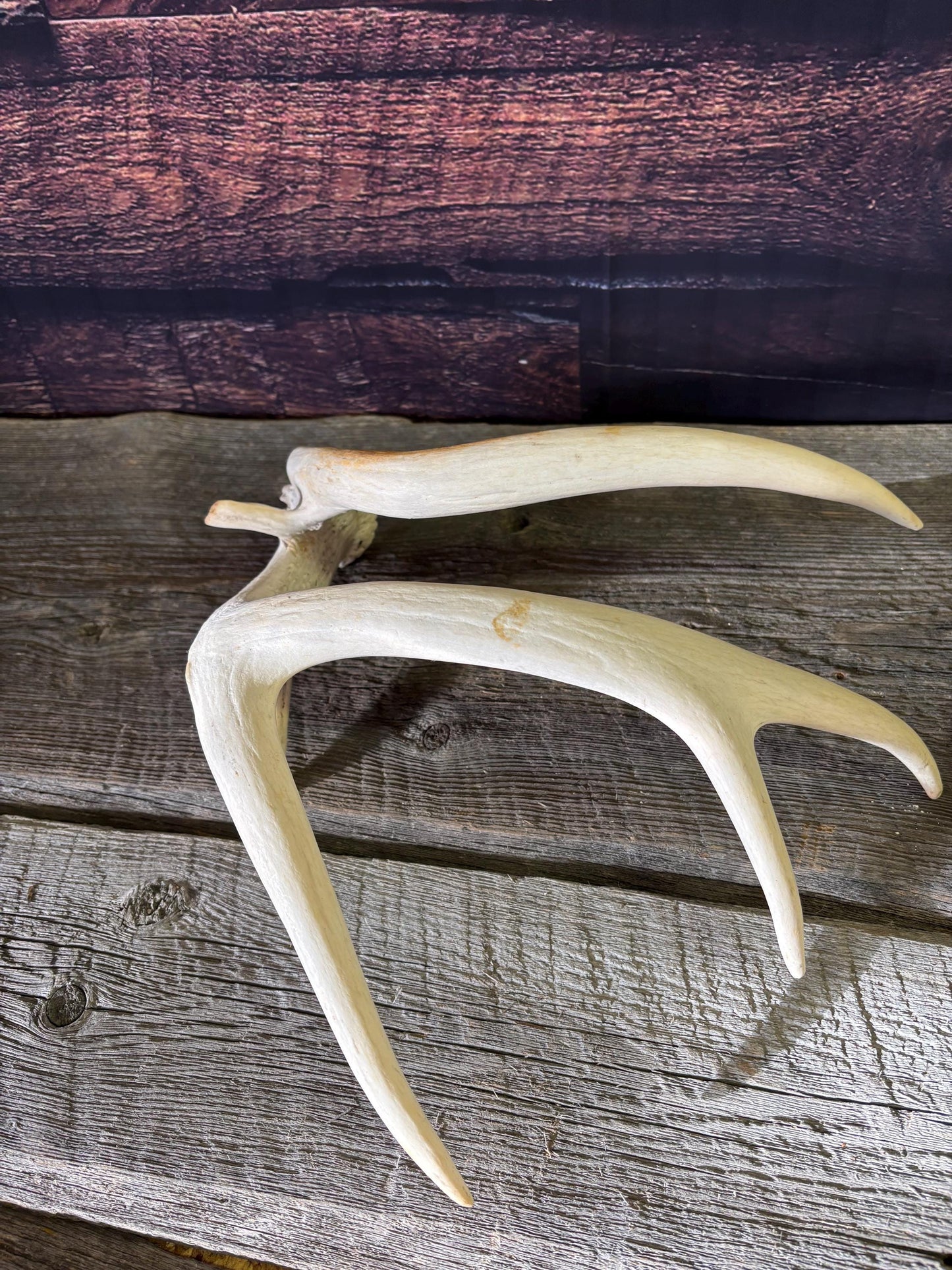Unique White-tailed Deer Antler - Collectible Canadian Whitetailed deer Antler. Decor, design, crafting and more!