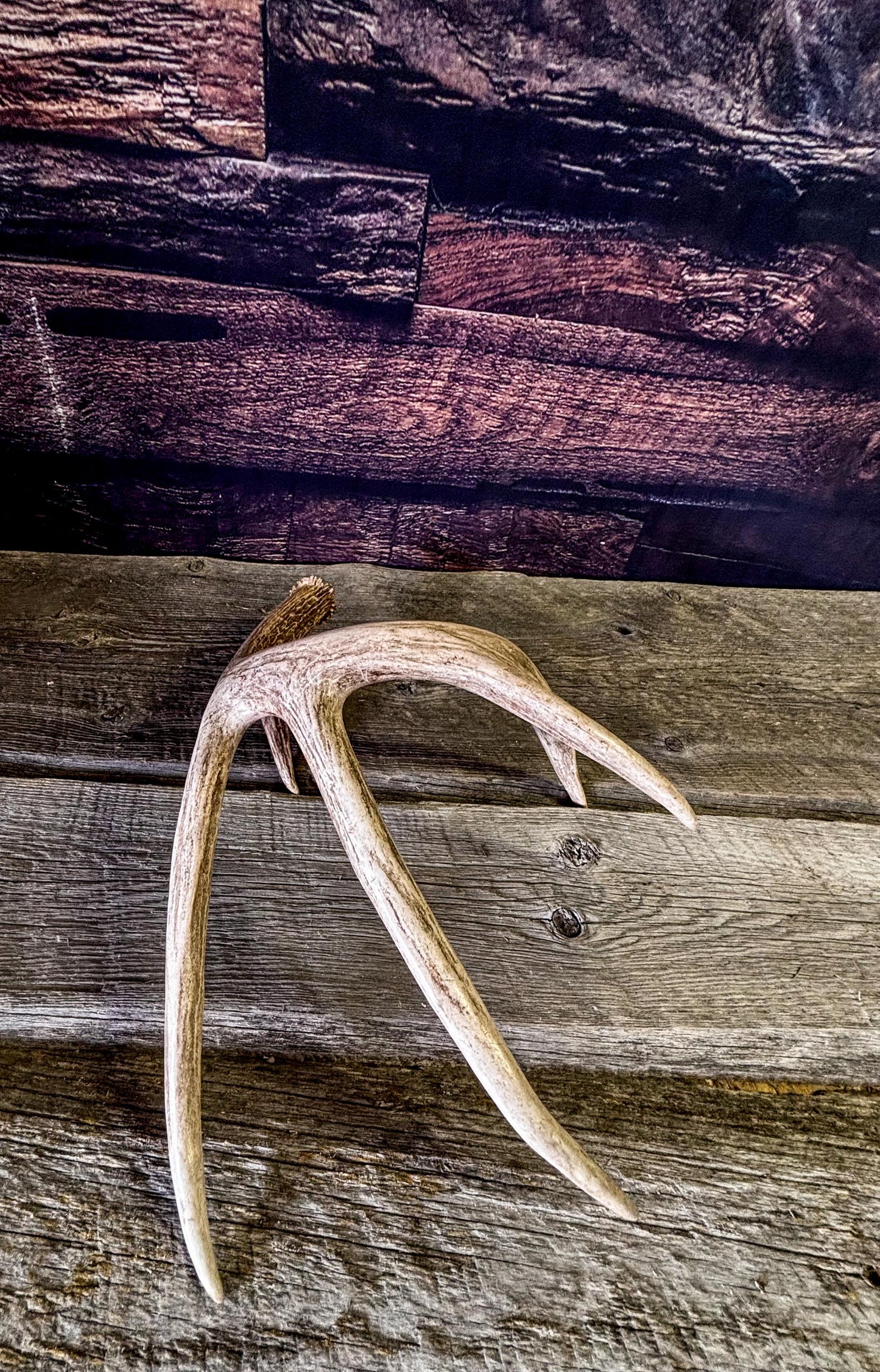 The Perfect White-tailed deer Antler - Extremeley fresh, ideal for crafting, design, simple decor and more!