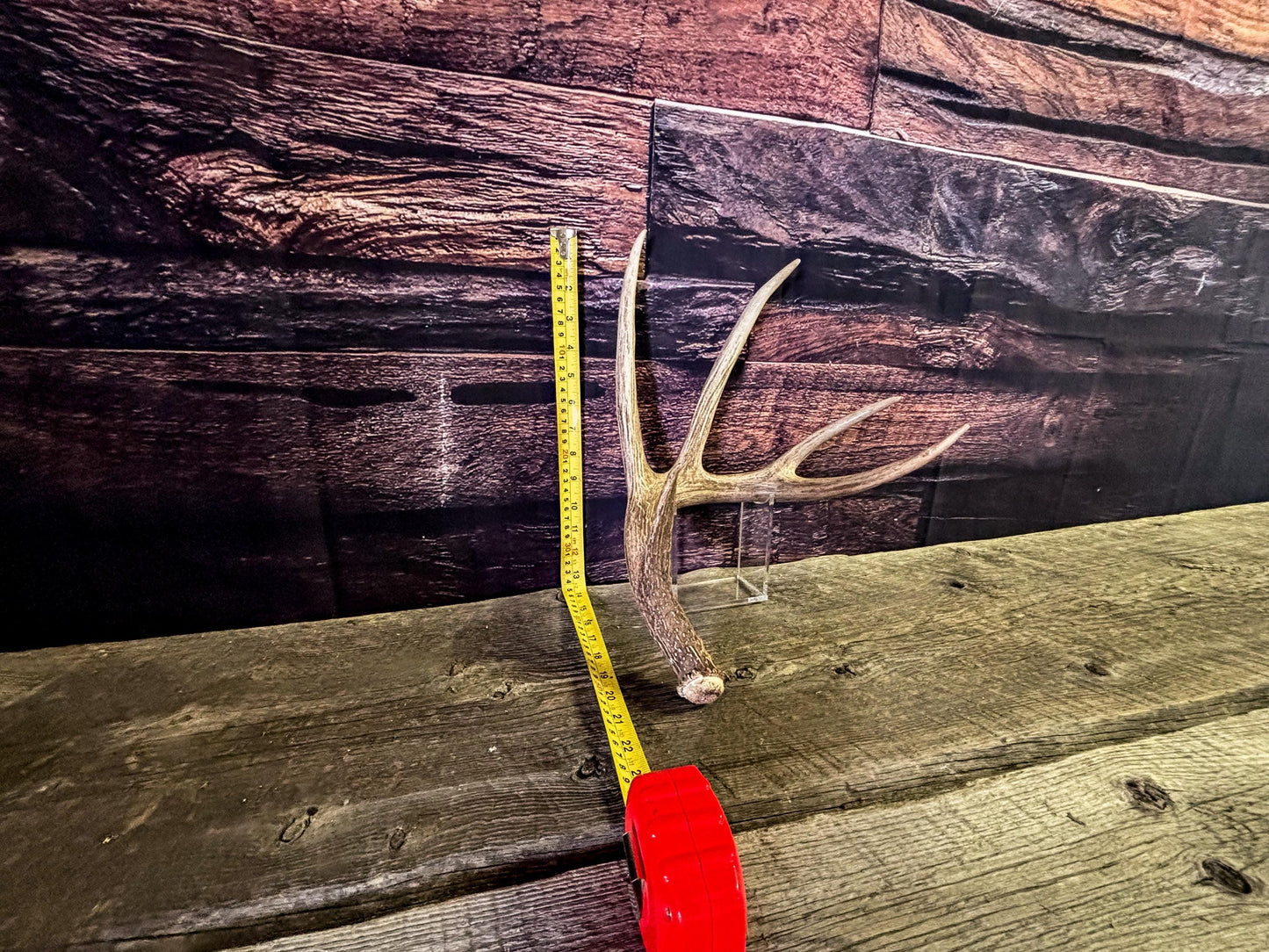 The Perfect White-tailed deer Antler - Extremeley fresh, ideal for crafting, design, simple decor and more!