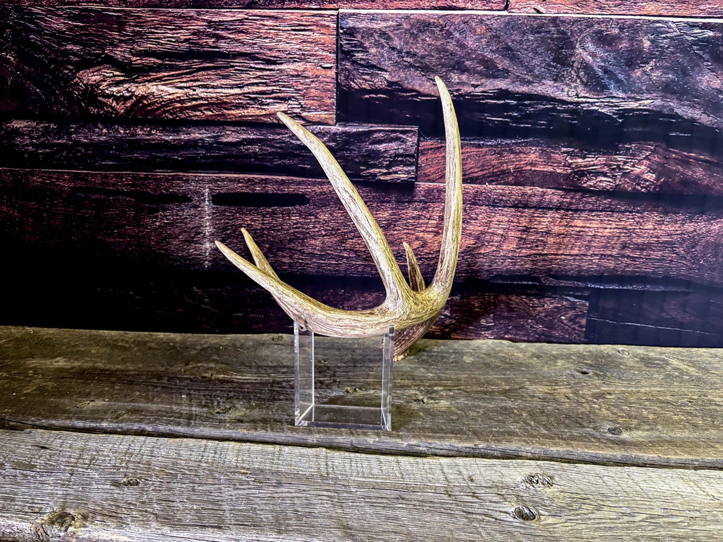The Perfect White-tailed deer Antler - Extremeley fresh, ideal for crafting, design, simple decor and more!