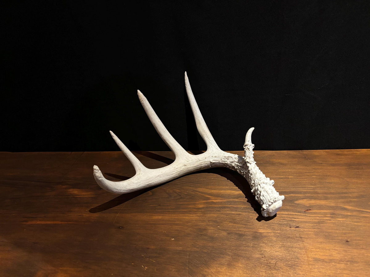 Deer Antler - Classic Saskatchewan 5-Point White-tailed deer Antler. Naturally-shed. Decor, design, crafting and more!