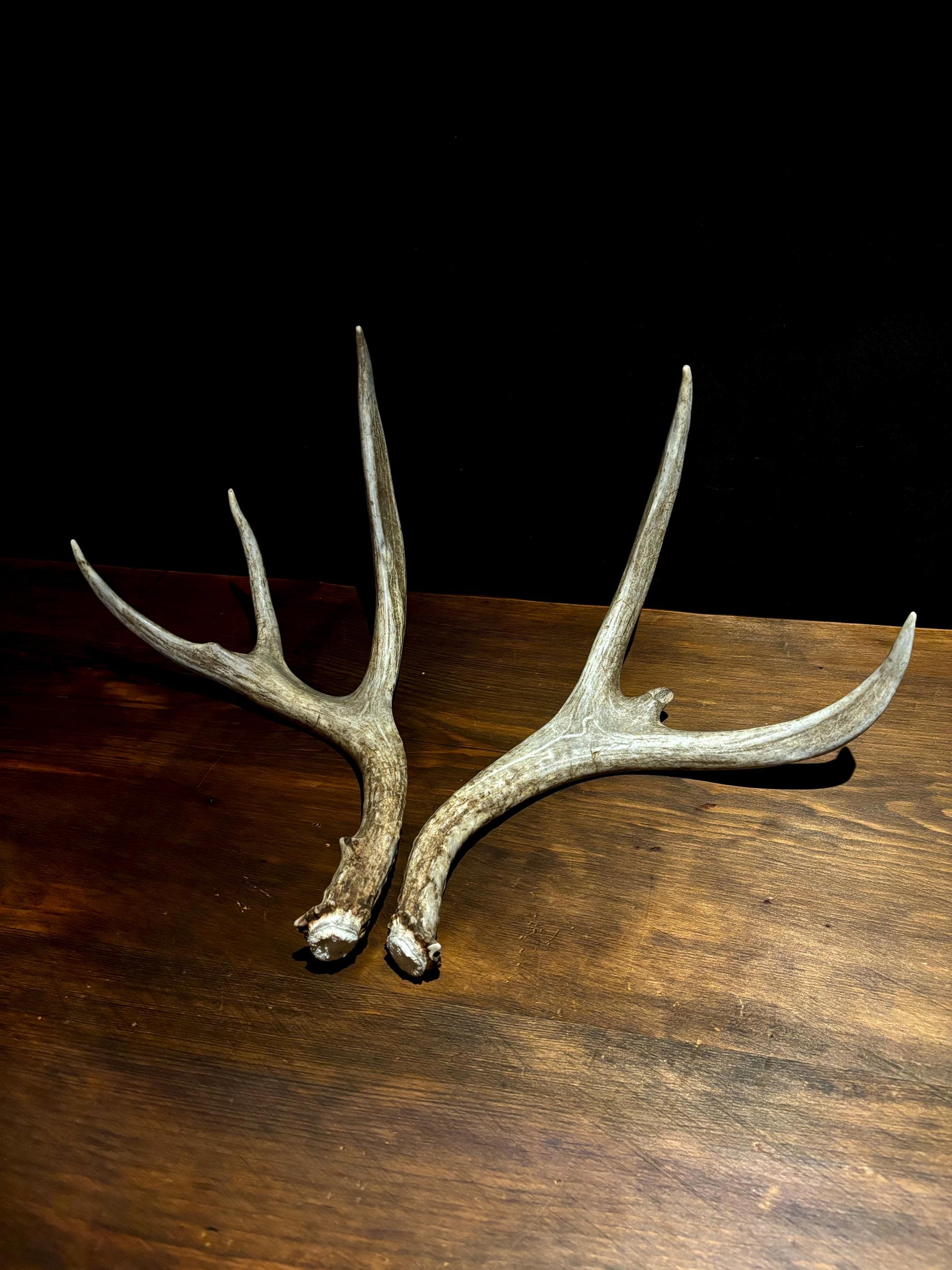 Antlers. Small Mule Deer Matched Set! Naturally Shed - No harm antlers for Decor, Crafting, Pets and More