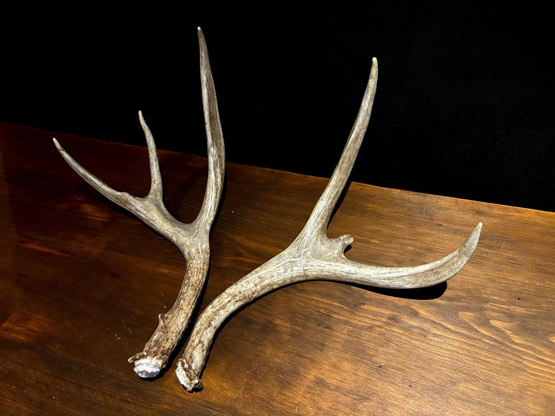 Antlers. Small Mule Deer Matched Set! Naturally Shed - No harm antlers for Decor, Crafting, Pets and More