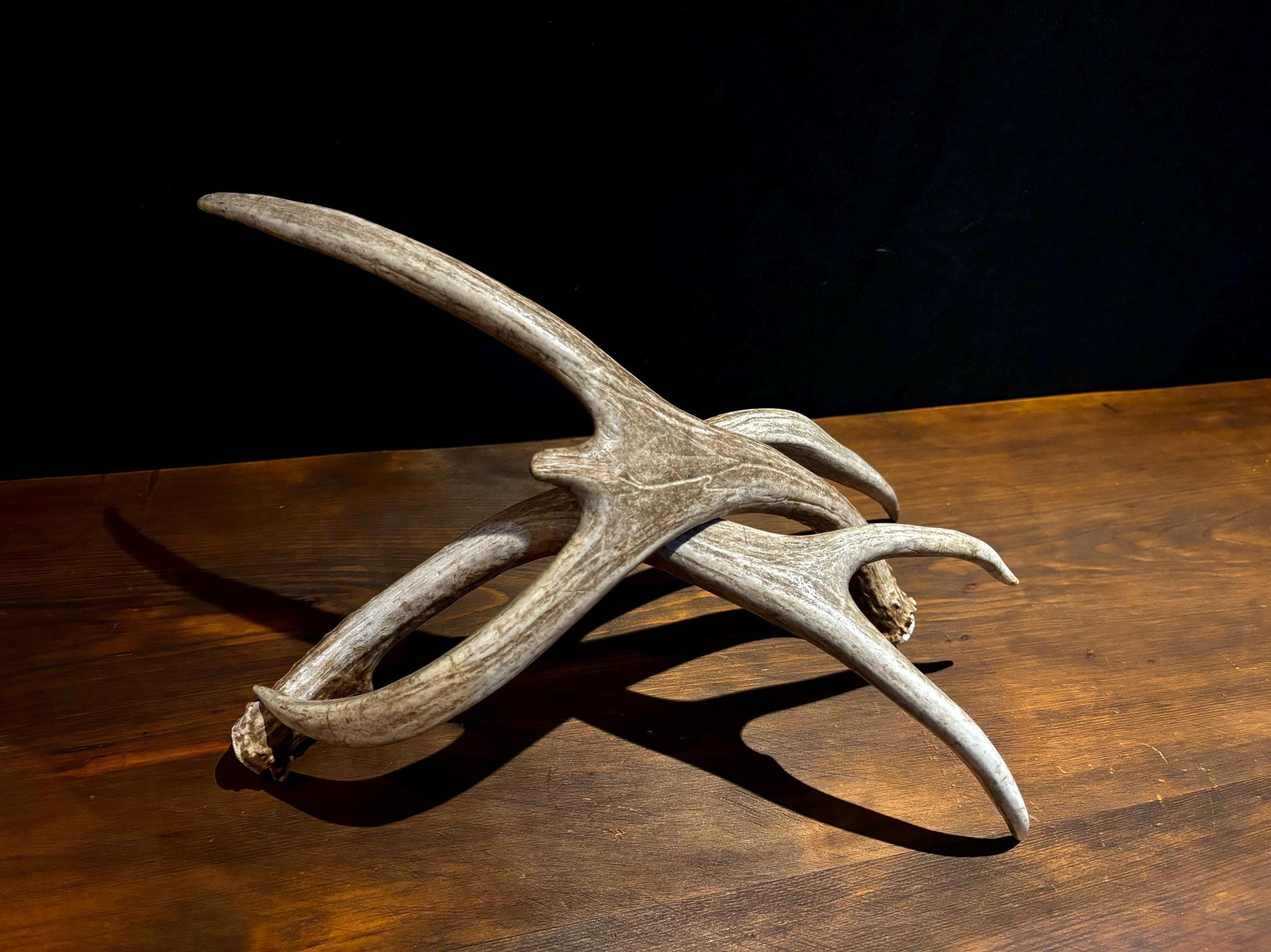 Antlers. Small Mule Deer Matched Set! Naturally Shed - No harm antlers for Decor, Crafting, Pets and More