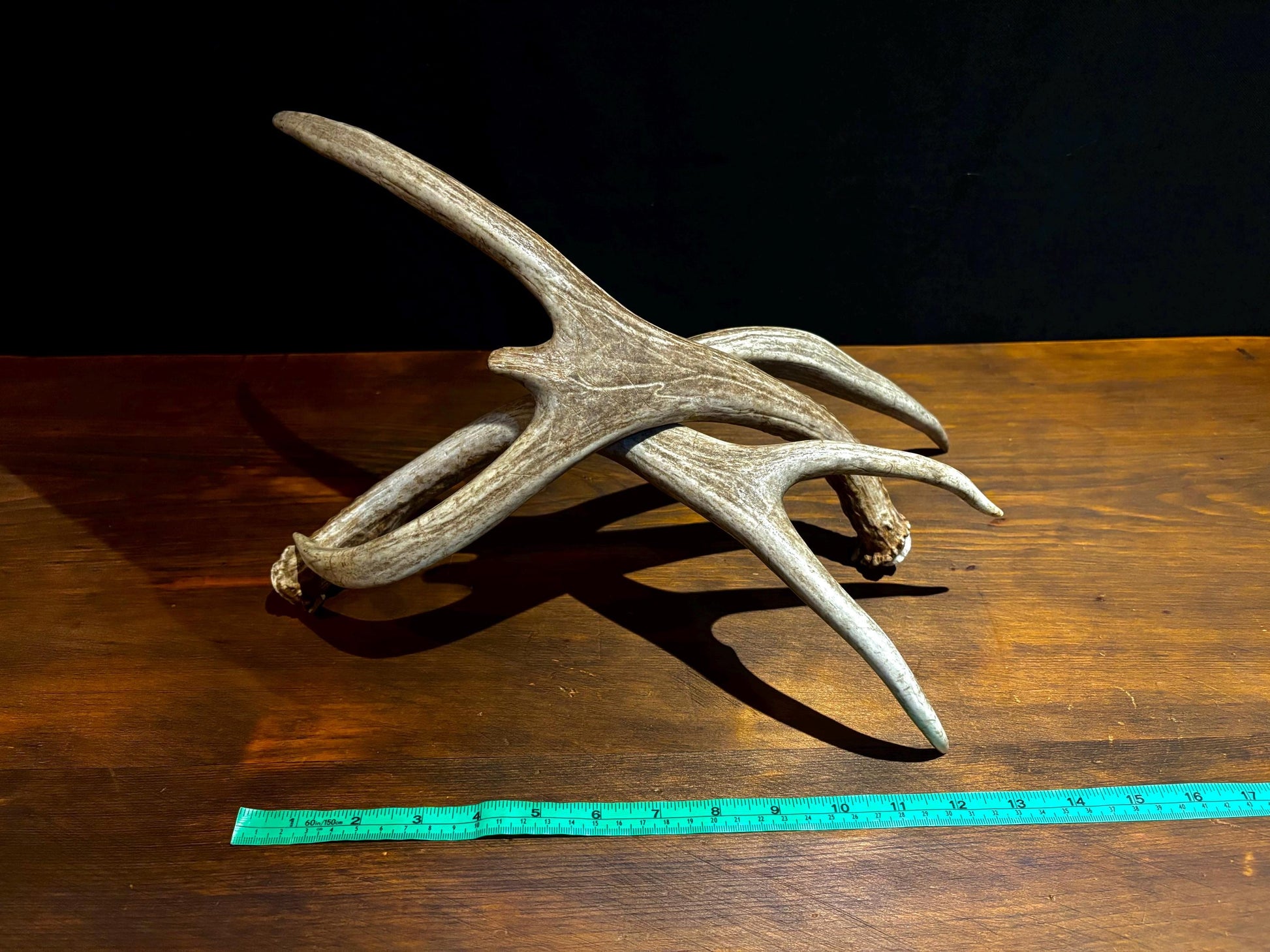 Antlers. Small Mule Deer Matched Set! Naturally Shed - No harm antlers for Decor, Crafting, Pets and More