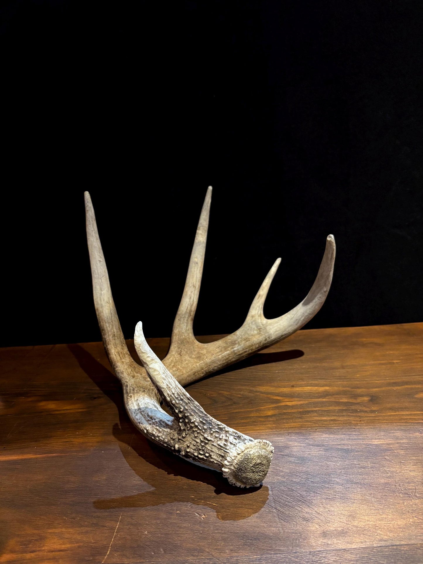 Antler from a White-tailed deer - Naturally Shed, Large Wild Deer Antler. for decor, design, crafting and more!