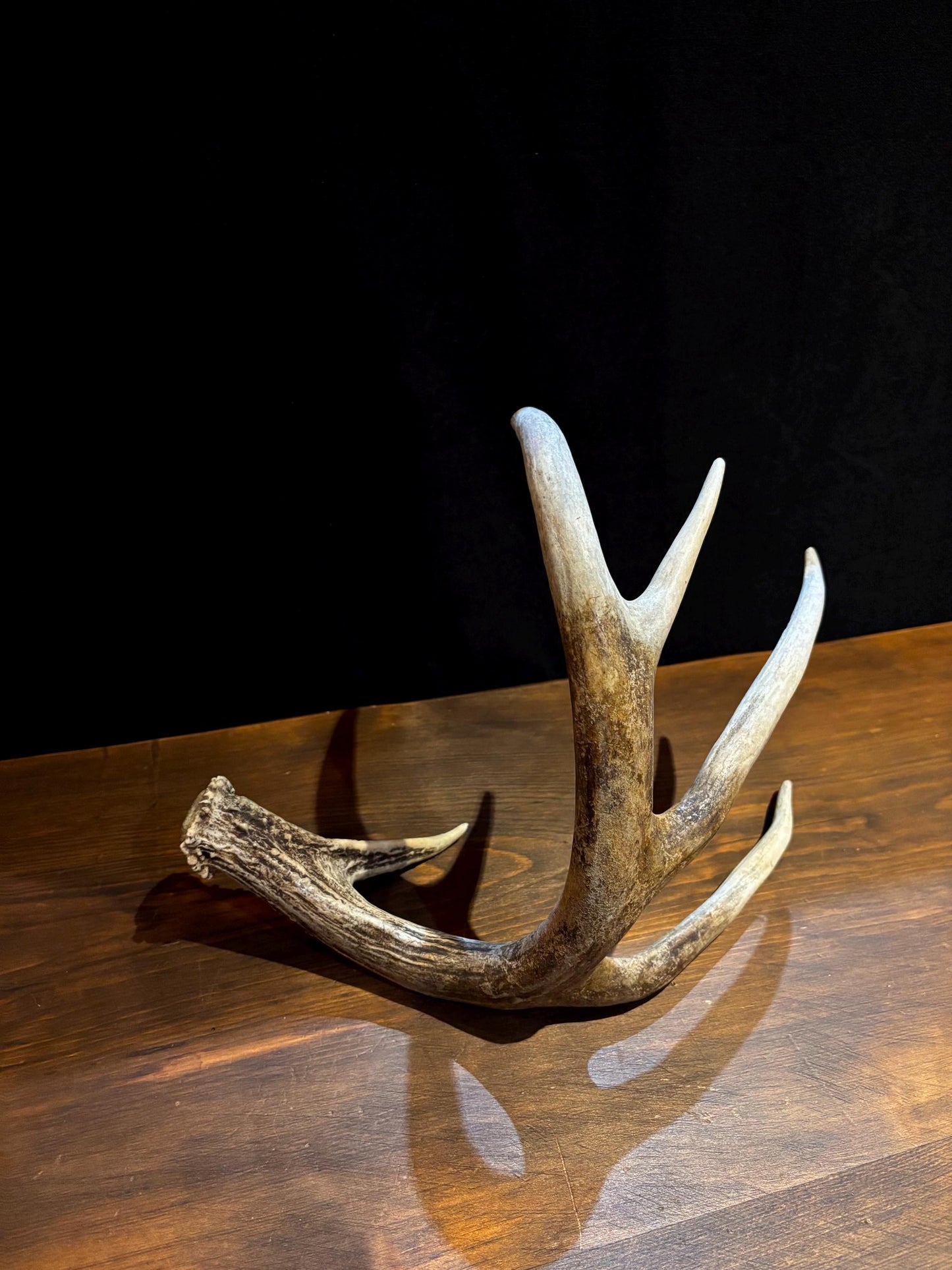Antler from a White-tailed deer - Naturally Shed, Large Wild Deer Antler. for decor, design, crafting and more!