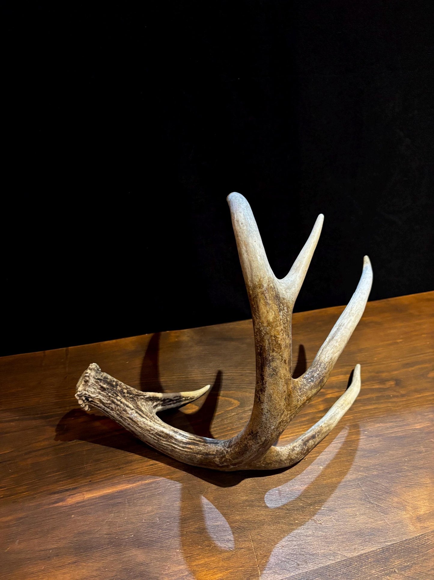 Antler from a White-tailed deer - Naturally Shed, Large Wild Deer Antler. for decor, design, crafting and more!