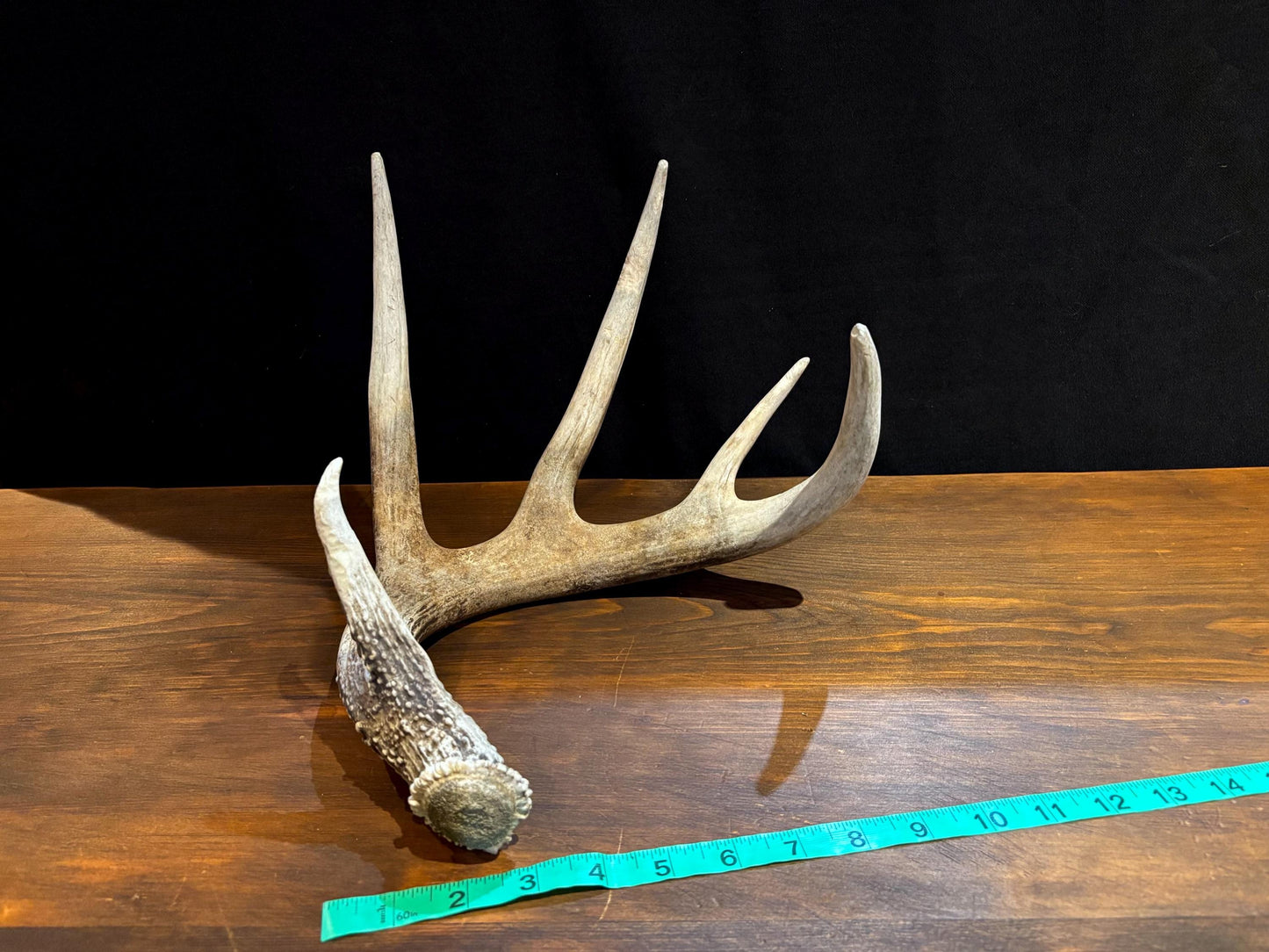 Antler from a White-tailed deer - Naturally Shed, Large Wild Deer Antler. for decor, design, crafting and more!