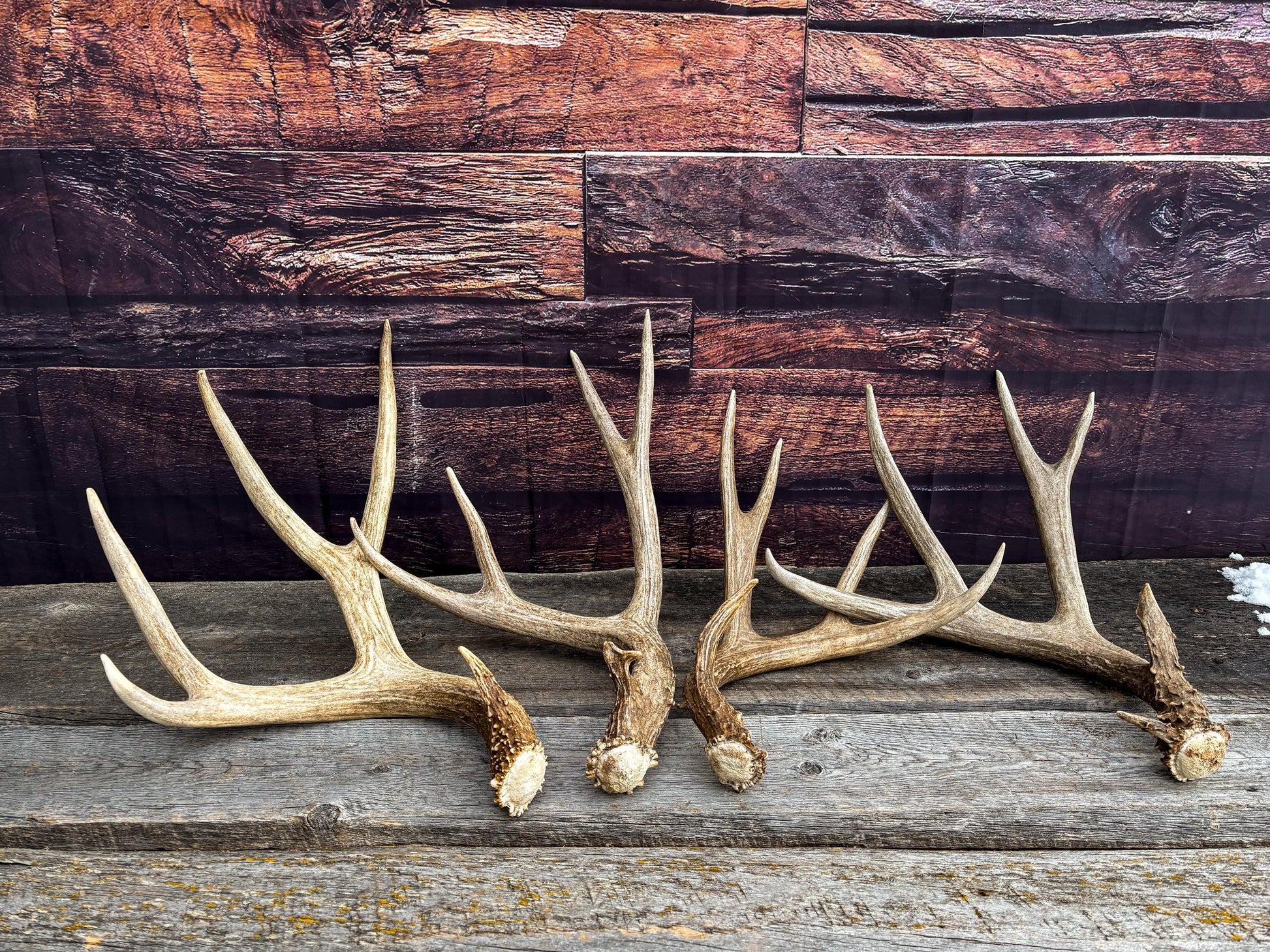 Premium Large Mule Deer Antlers! Highest Quality Decorative Antlers. From Wild Canadian Mule Deer. Naturally Shed