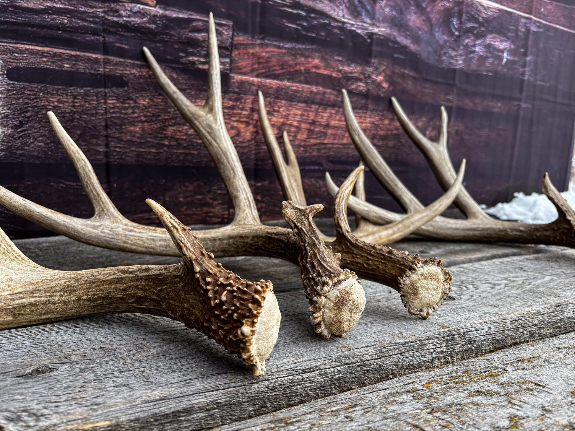 Premium Large Mule Deer Antlers! Highest Quality Decorative Antlers. From Wild Canadian Mule Deer. Naturally Shed