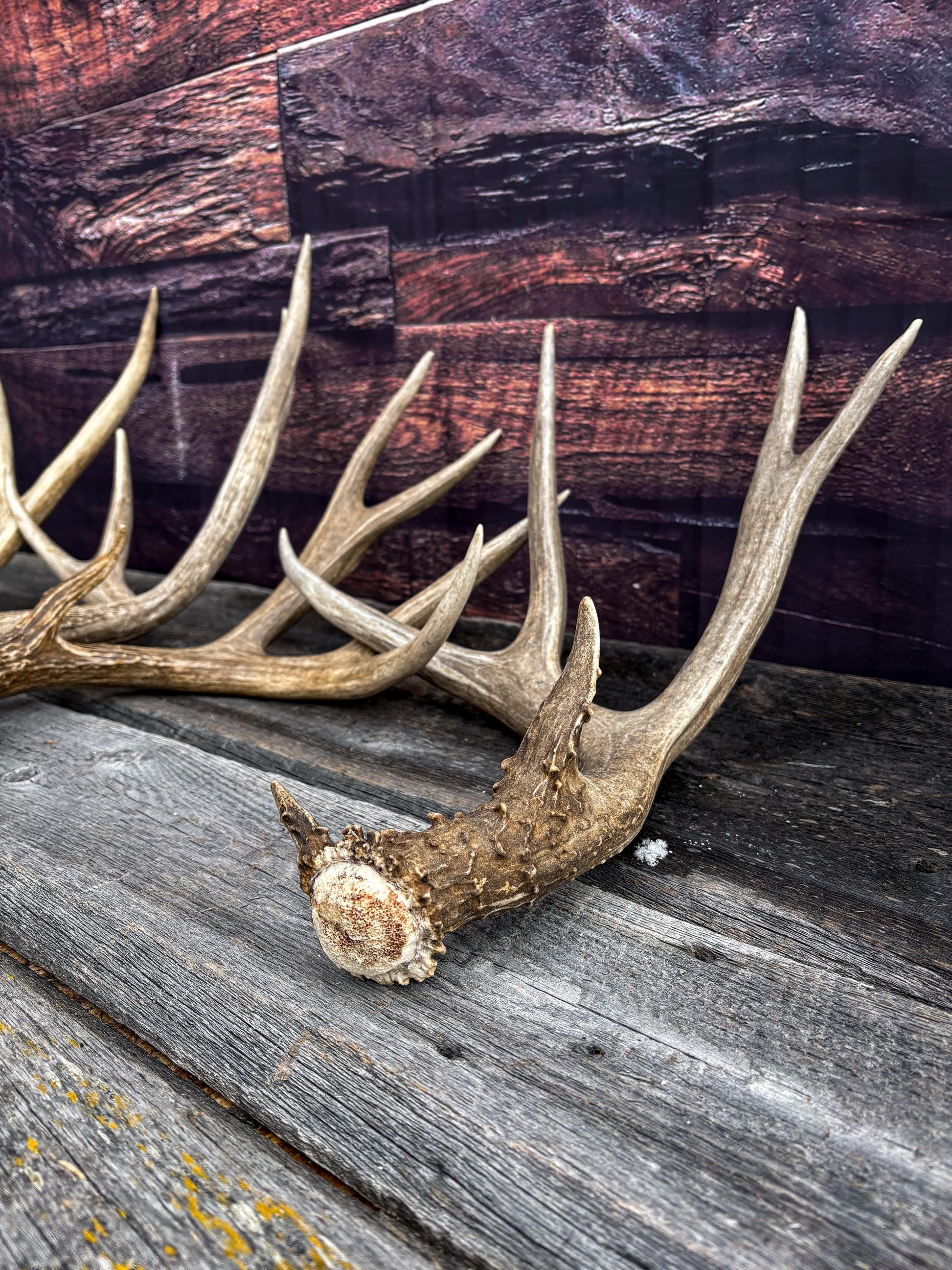 Premium Large Mule Deer Antlers! Highest Quality Decorative Antlers. From Wild Canadian Mule Deer. Naturally Shed