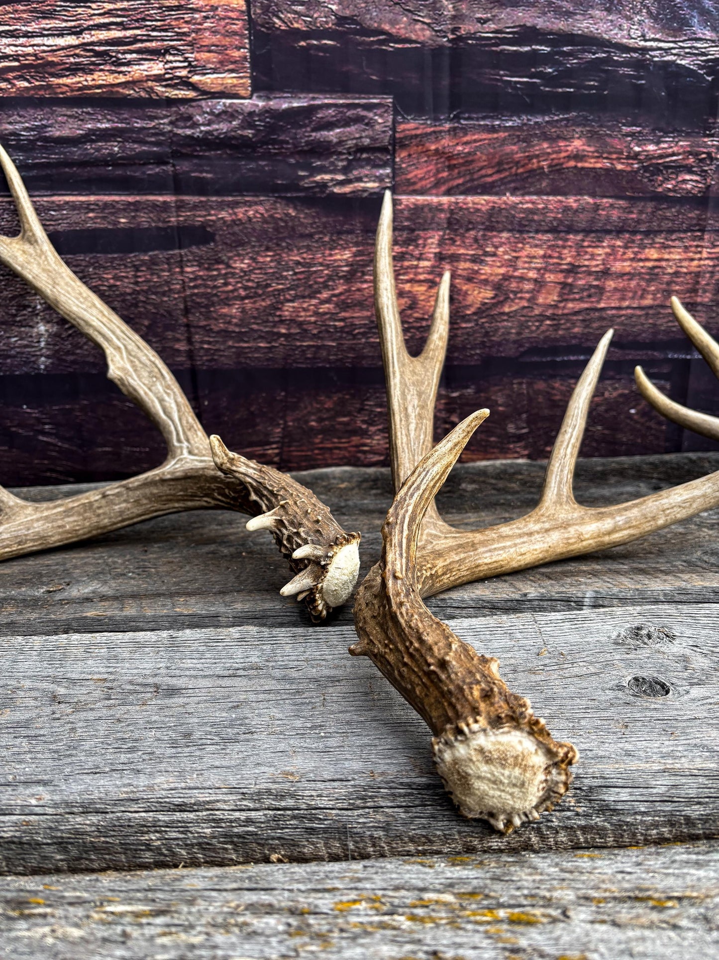 Premium Large Mule Deer Antlers! Highest Quality Decorative Antlers. From Wild Canadian Mule Deer. Naturally Shed