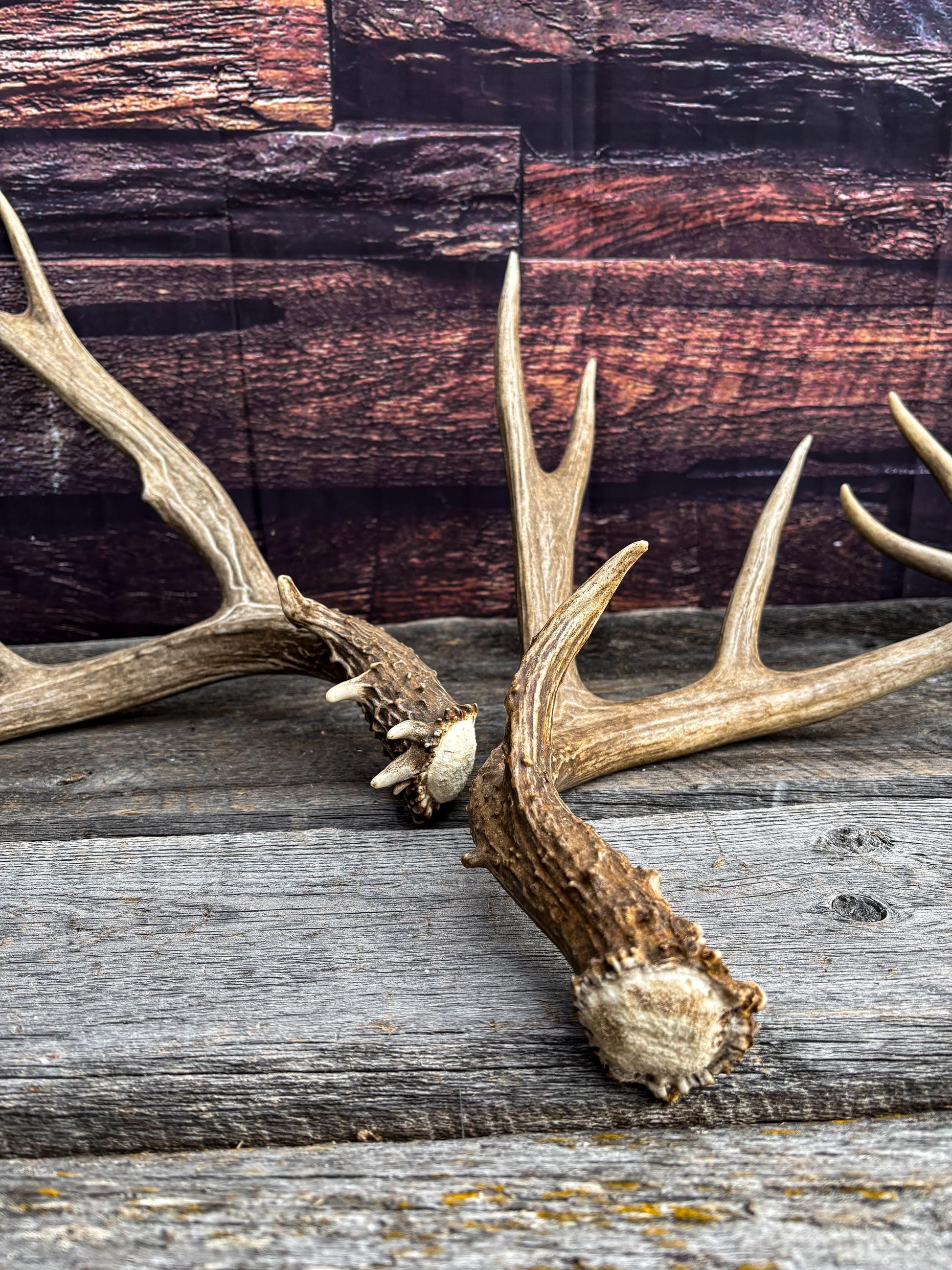 Premium Large Mule Deer Antlers! Highest Quality Decorative Antlers. From Wild Canadian Mule Deer. Naturally Shed