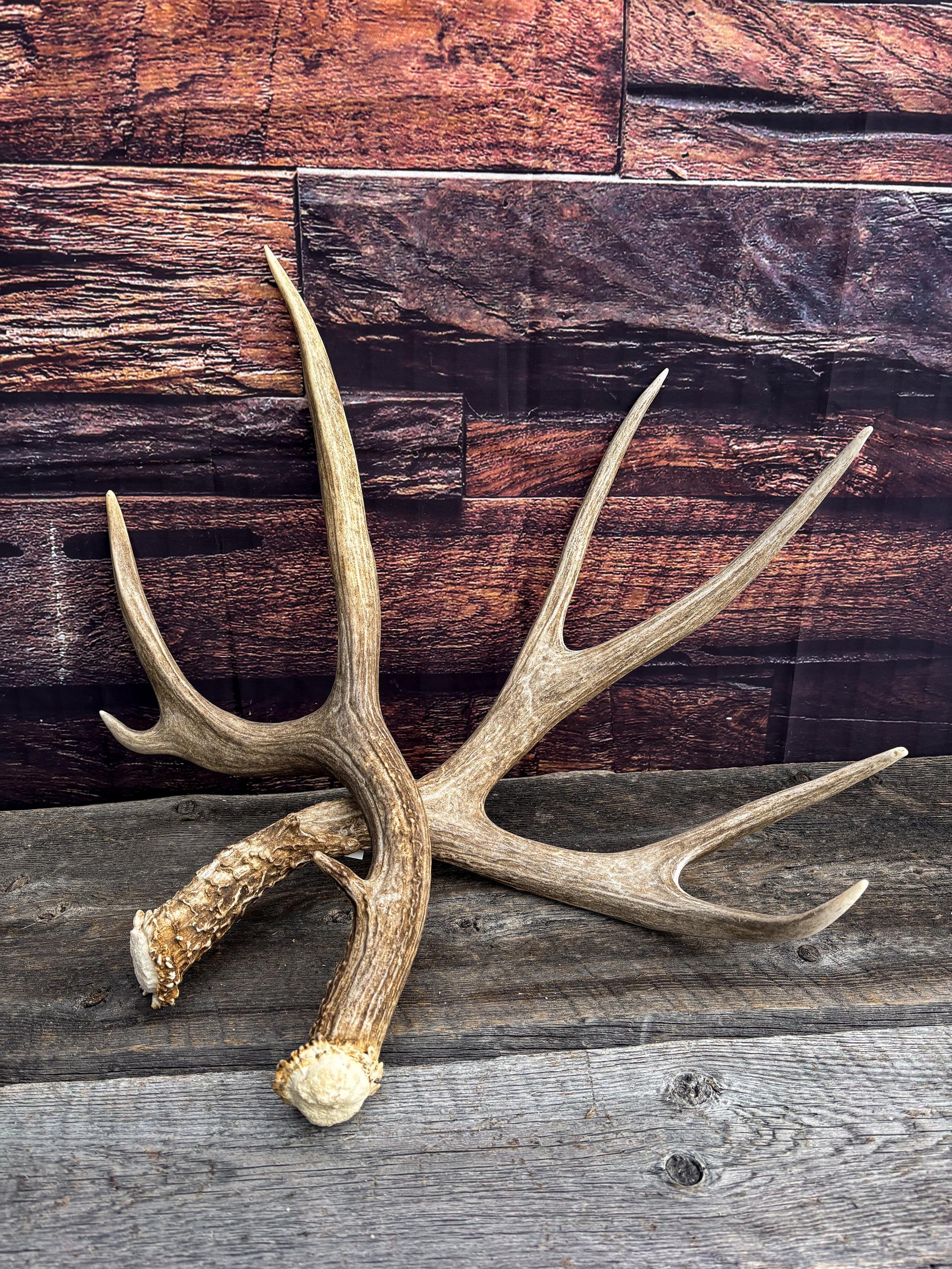 Premium Large Mule Deer Antlers! Highest Quality Decorative Antlers. From Wild Canadian Mule Deer. Naturally Shed