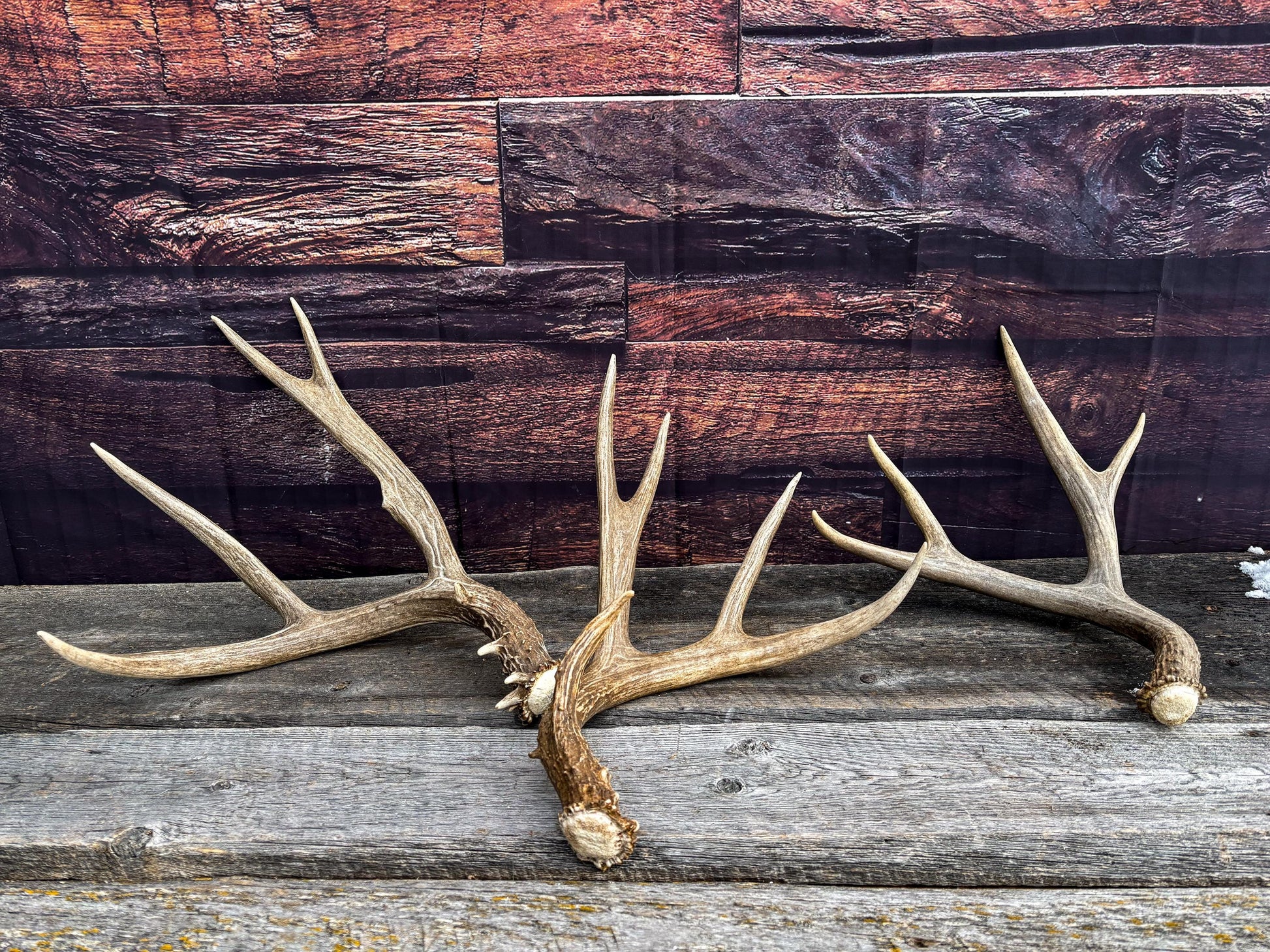 Premium Large Mule Deer Antlers! Highest Quality Decorative Antlers. From Wild Canadian Mule Deer. Naturally Shed