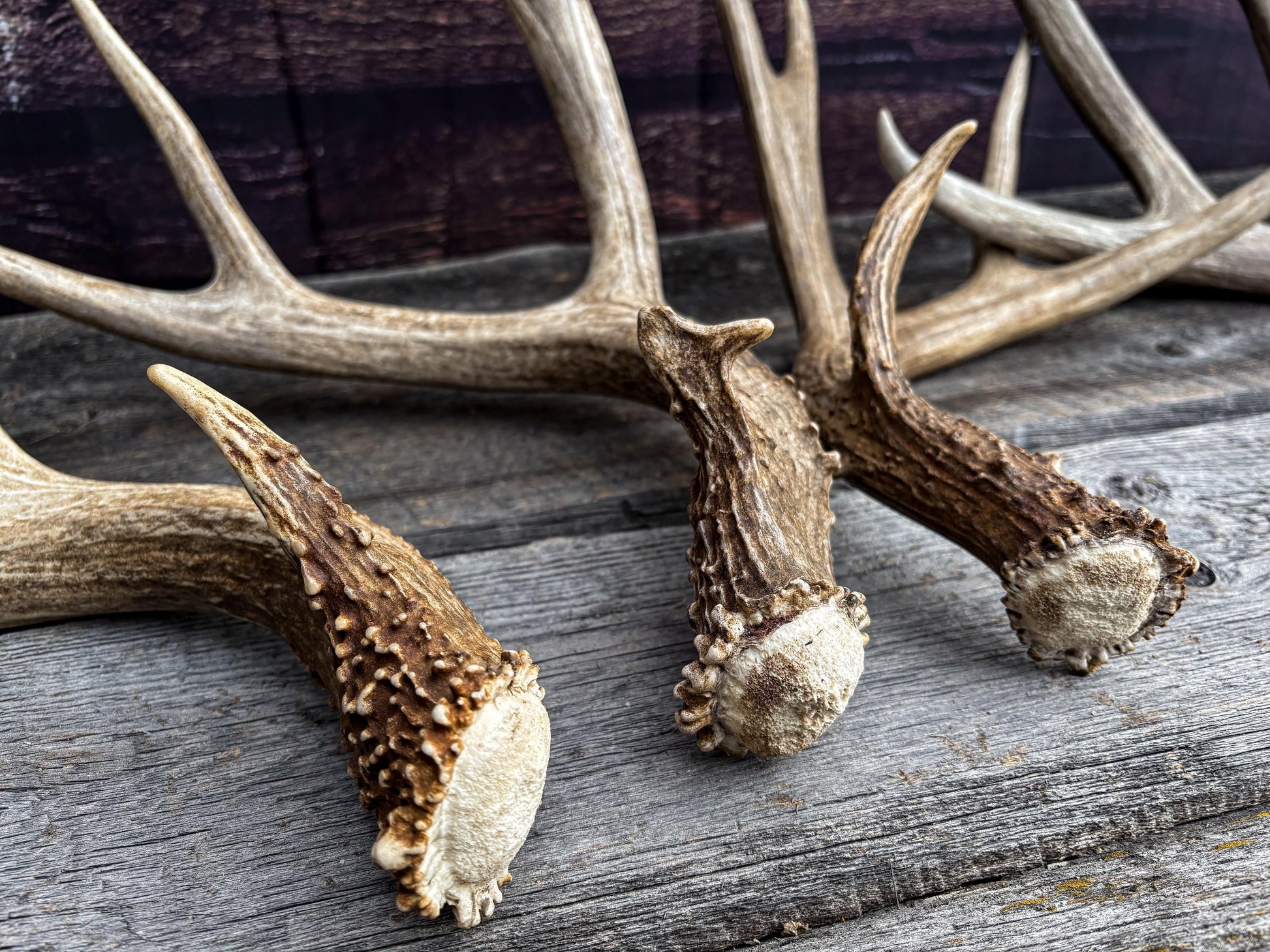 Premium Large Mule Deer Antlers! Highest Quality Decorative Antlers. From Wild Canadian Mule Deer. Naturally Shed