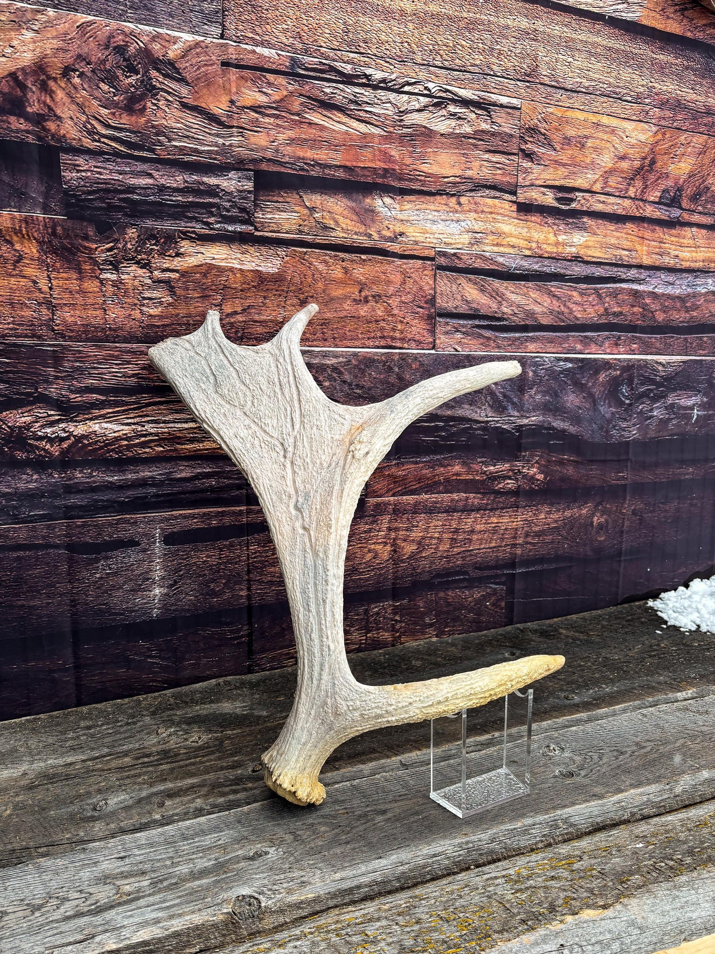 Moose Shed Antler. Medium sized wild moose antler. Decor, crafting and more!