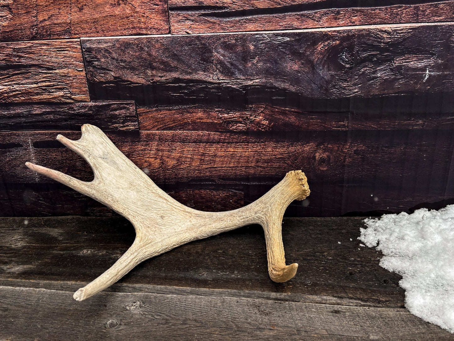 Moose Shed Antler. Medium sized wild moose antler. Decor, crafting and more!