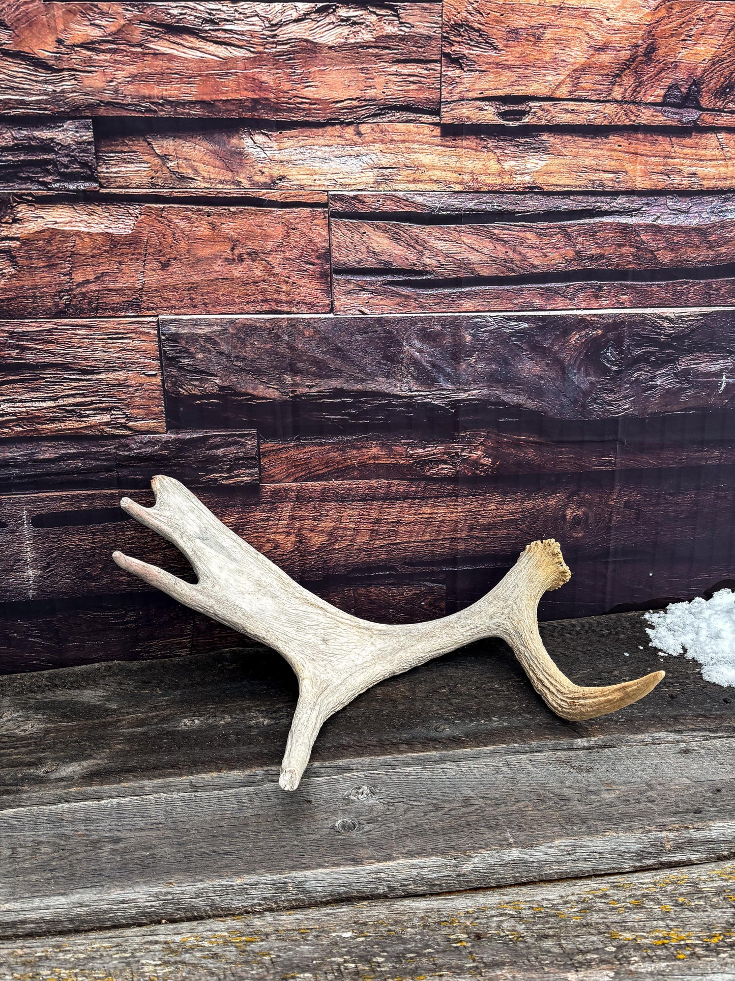 Moose Shed Antler. Medium sized wild moose antler. Decor, crafting and more!