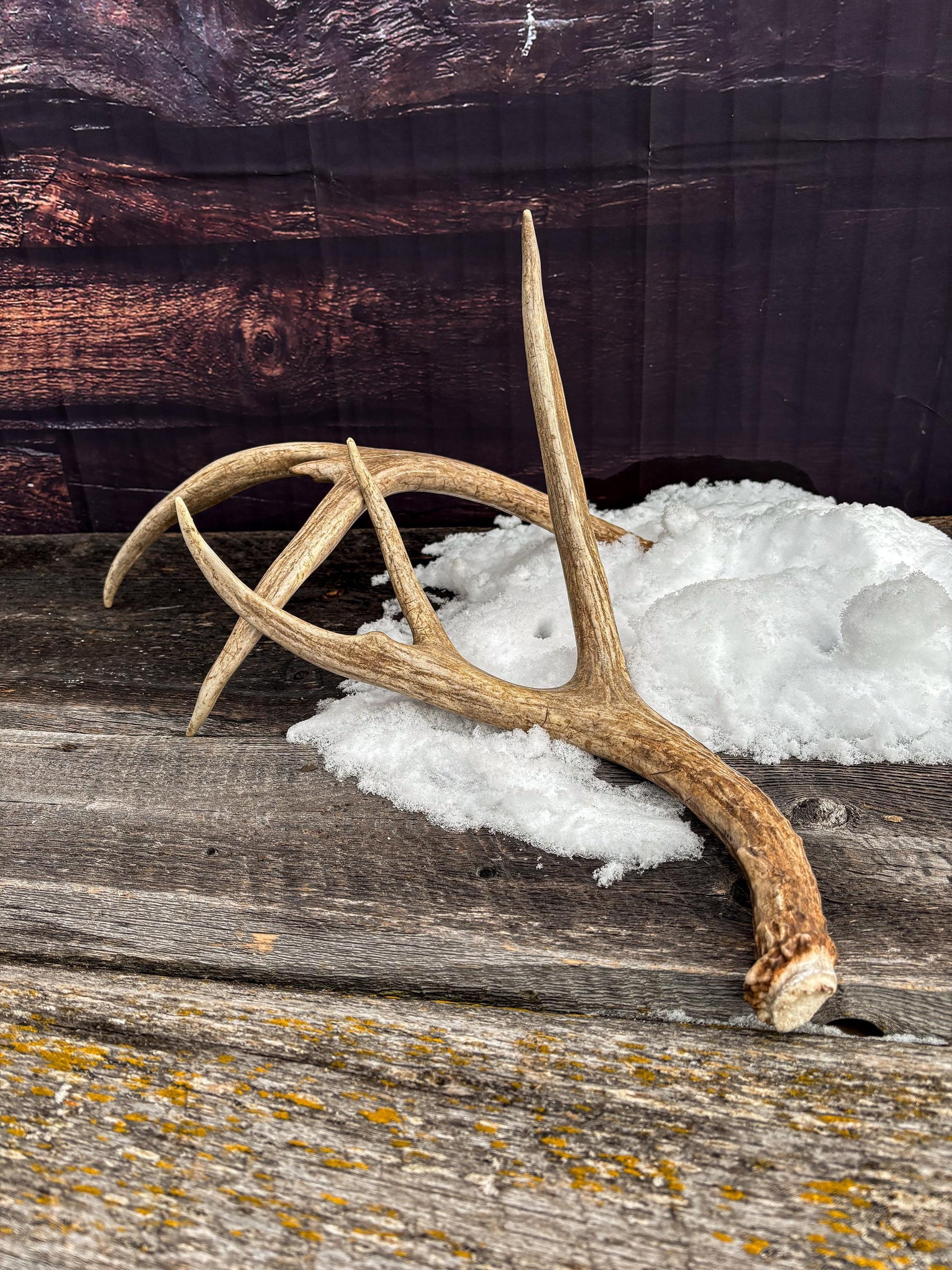 Antlers. Small Mule Deer Matched Set! Naturally Shed - No harm antlers for Decor, Crafting, Pets and More