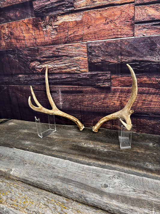 Antlers. Small Mule Deer Matched Set! Naturally Shed - No harm antlers for Decor, Crafting, Pets and More