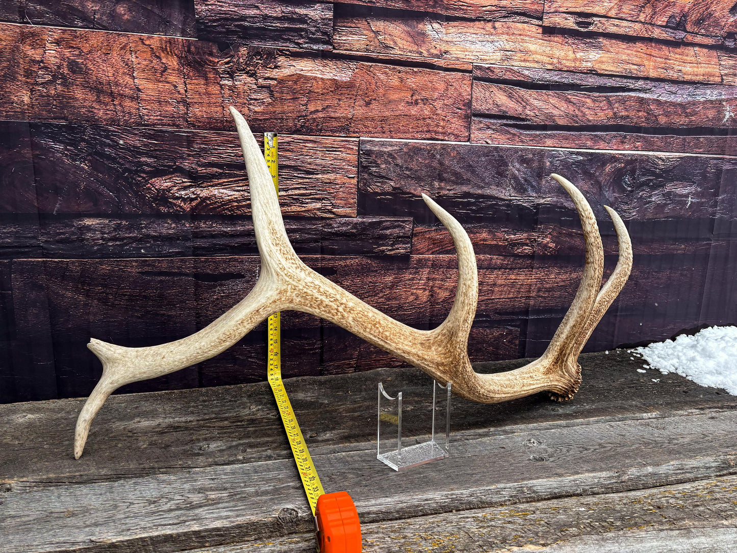 Antler from a Wild Canadian Bull Elk! Home and Cabin Decor, Crafting and Table Centerpiece.