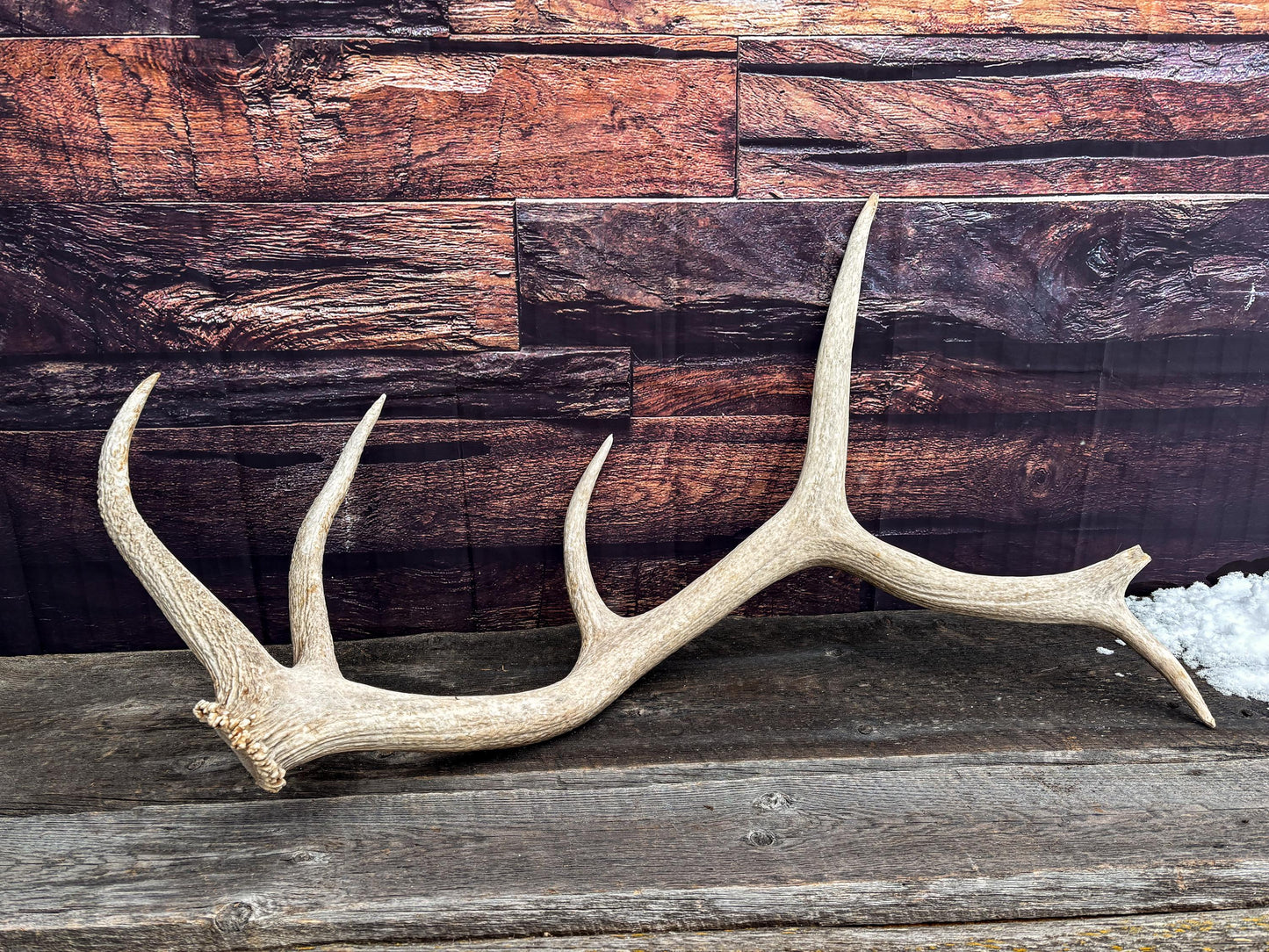 Antler from a Wild Canadian Bull Elk! Home and Cabin Decor, Crafting and Table Centerpiece.