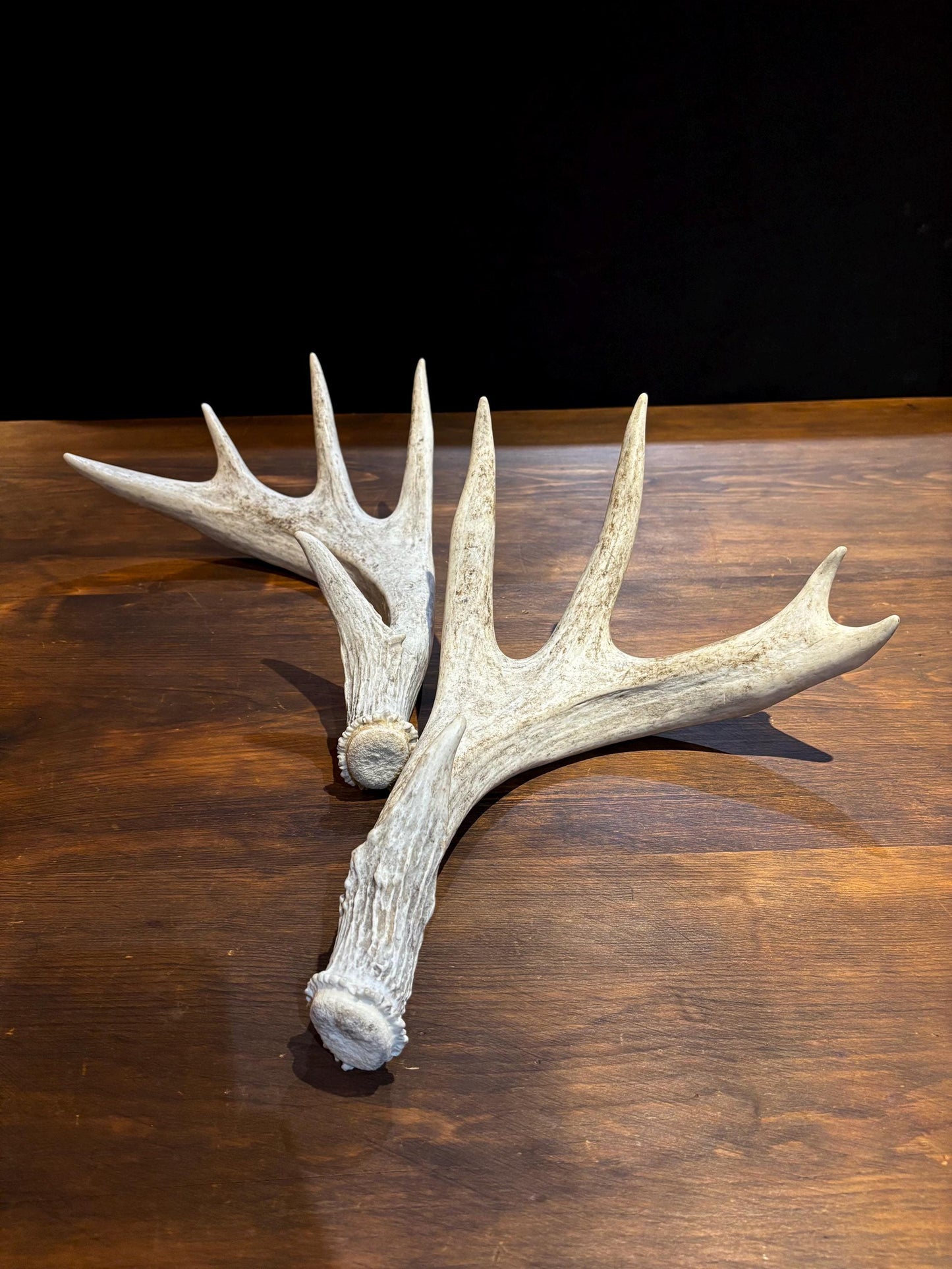 White-tailed Deer Antlers - Enormous Matching Set. Insane Mass! Decor Crafting and More.