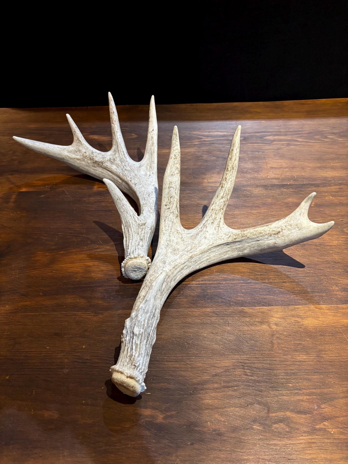 White-tailed Deer Antlers - Enormous Matching Set. Insane Mass! Decor Crafting and More.