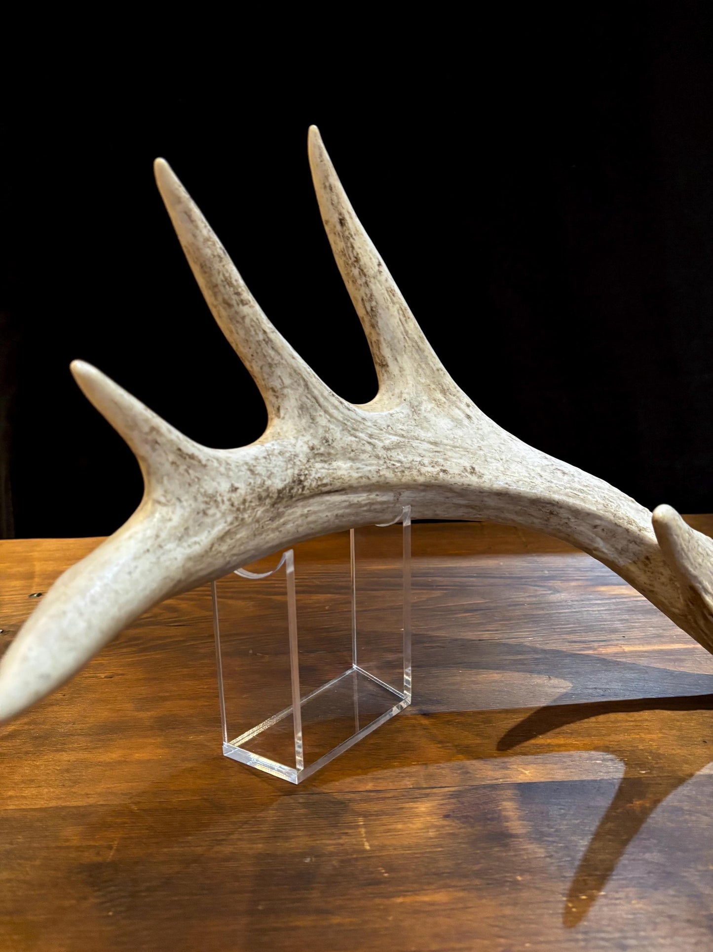 White-tailed Deer Antlers - Enormous Matching Set. Insane Mass! Decor Crafting and More.