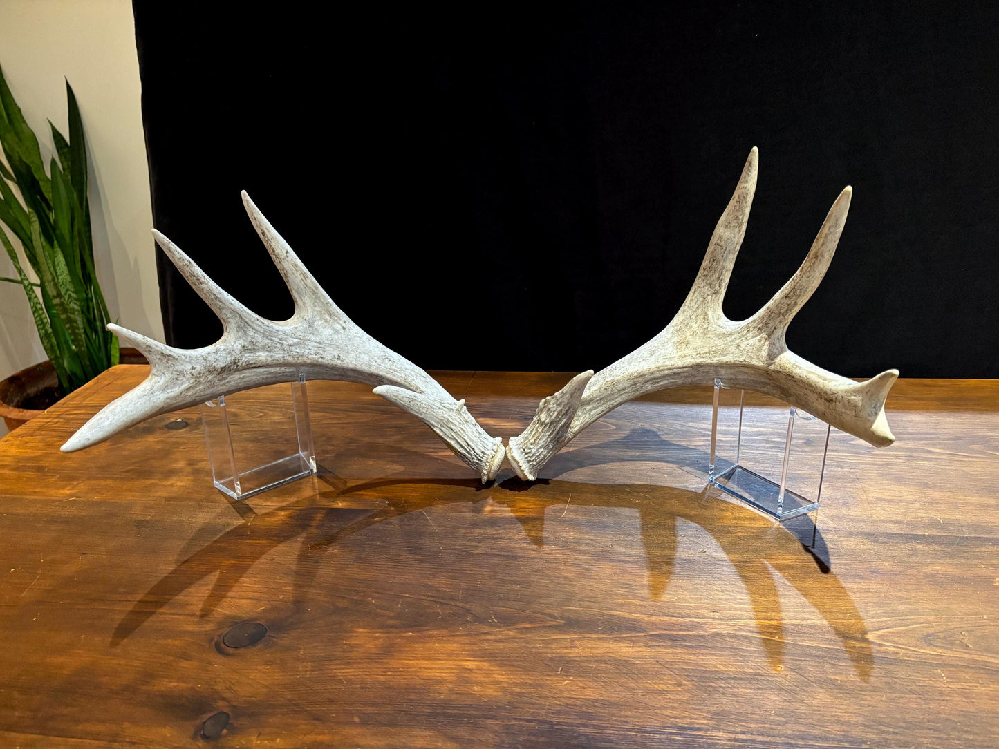 White-tailed Deer Antlers - Enormous Matching Set. Insane Mass! Decor Crafting and More.