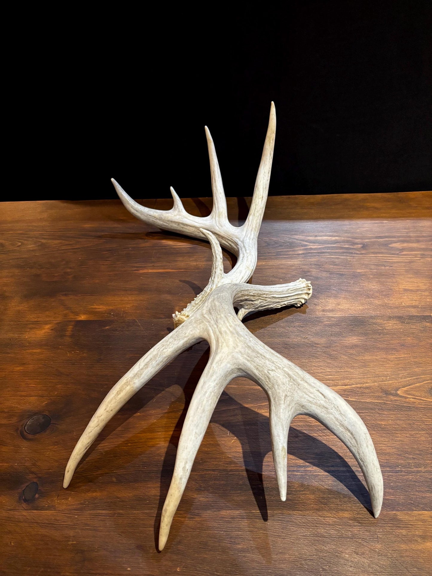 Deer Antlers - Matched sheds from a huge 10-point Whitetail deer. Crafting. Farmhouse, Rustic Decor.