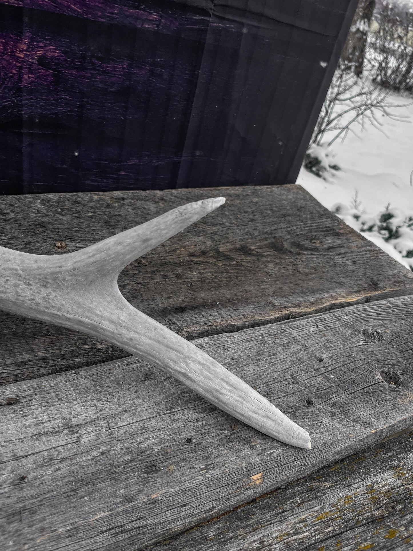 Wild Canadian Bull Elk Antler. Crafting & Home Decor, Table Centerpiece, and More.