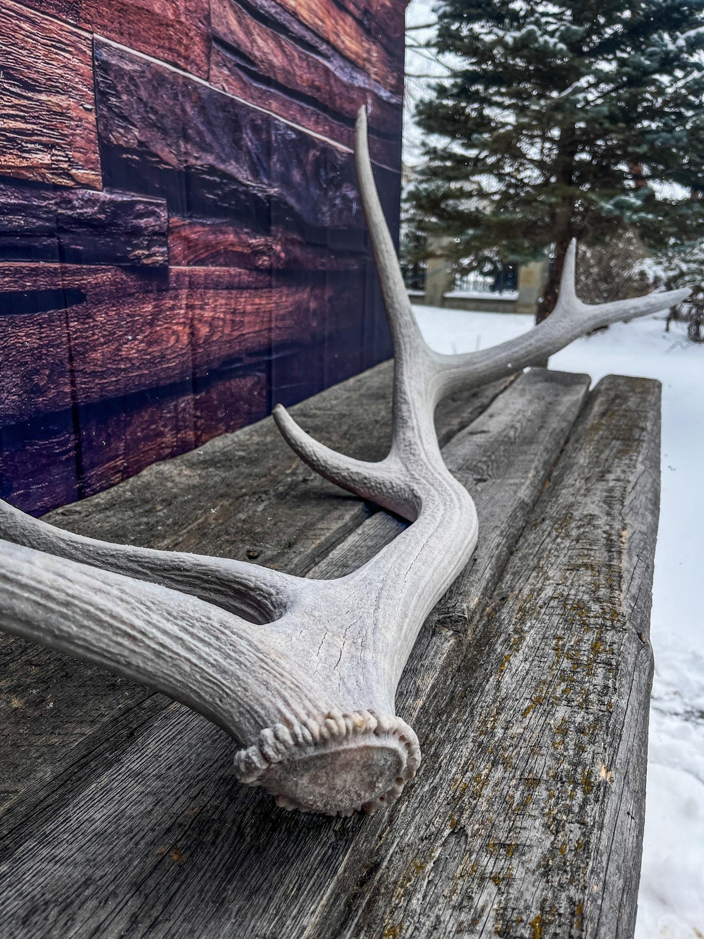 Wild Canadian Bull Elk Antler. Crafting & Home Decor, Table Centerpiece, and More.