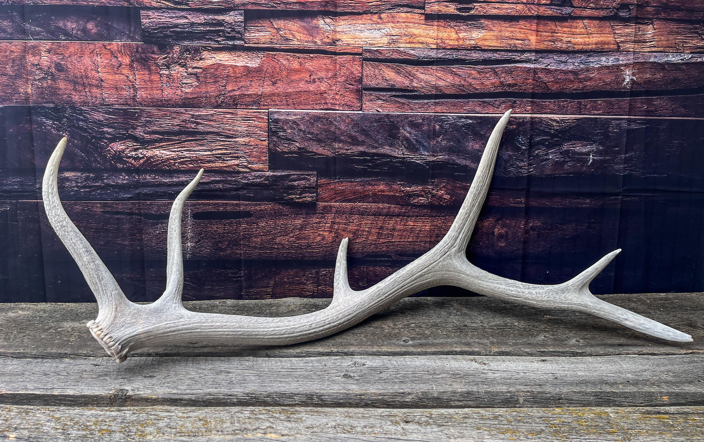 Wild Canadian Bull Elk Antler. Crafting & Home Decor, Table Centerpiece, and More.