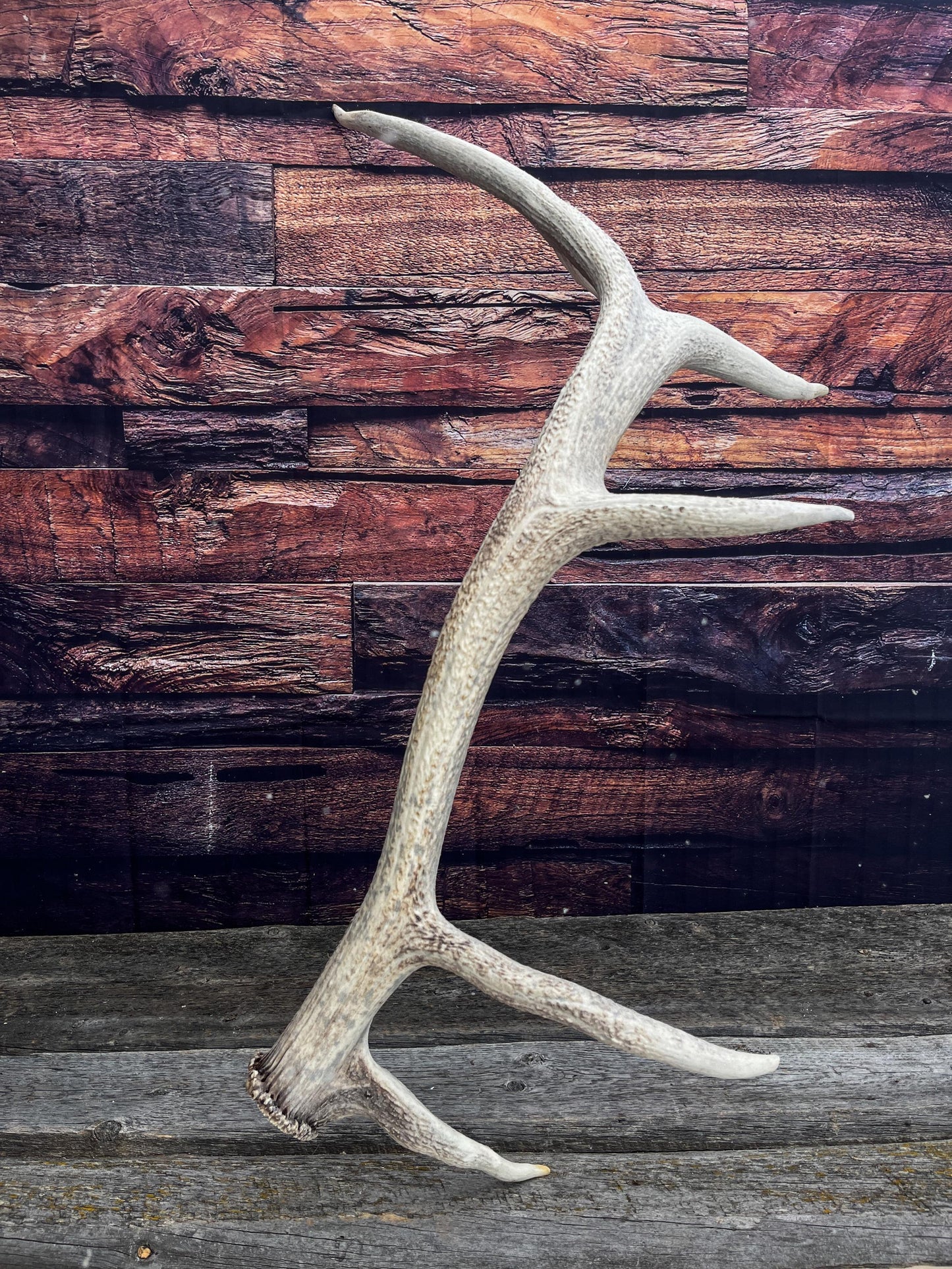 Wild Canadian Bull Elk Antler. Home Decor, Table Centerpiece, and More.
