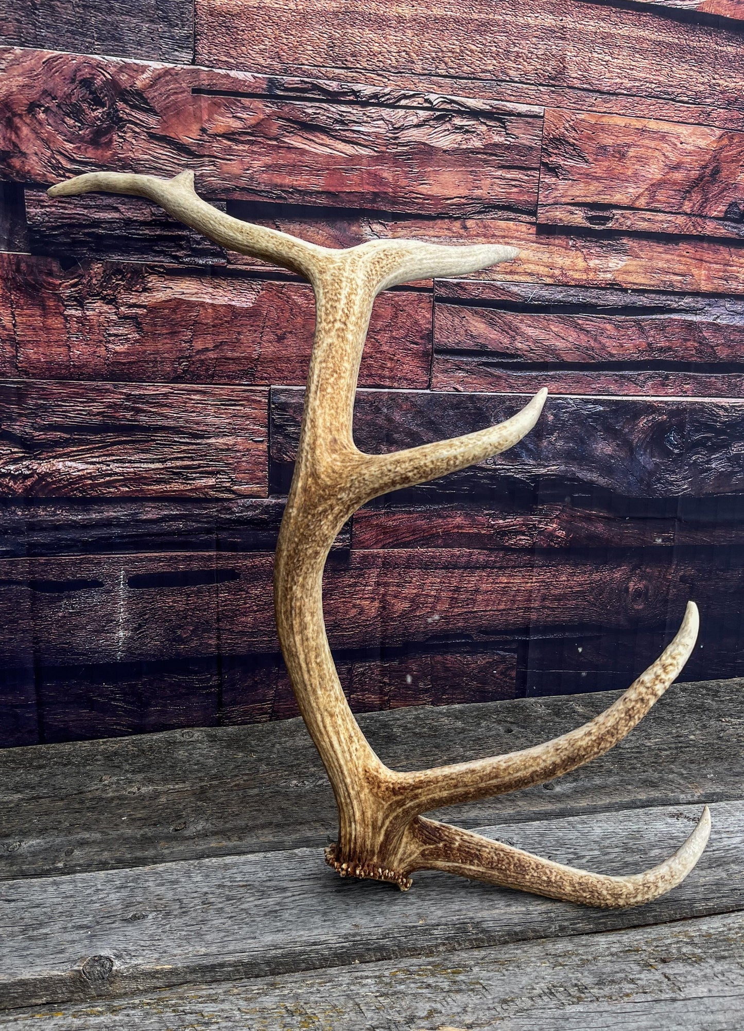 Antler from a Wild Canadian Bull Elk! Home and Cabin Decor, Crafting and Table Centerpiece.