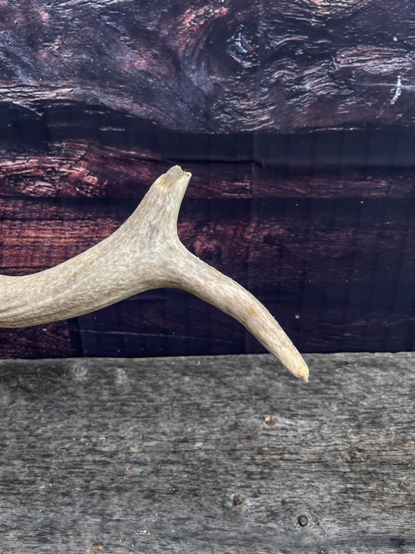 Antler from a Wild Canadian Bull Elk! Home and Cabin Decor, Crafting and Table Centerpiece.