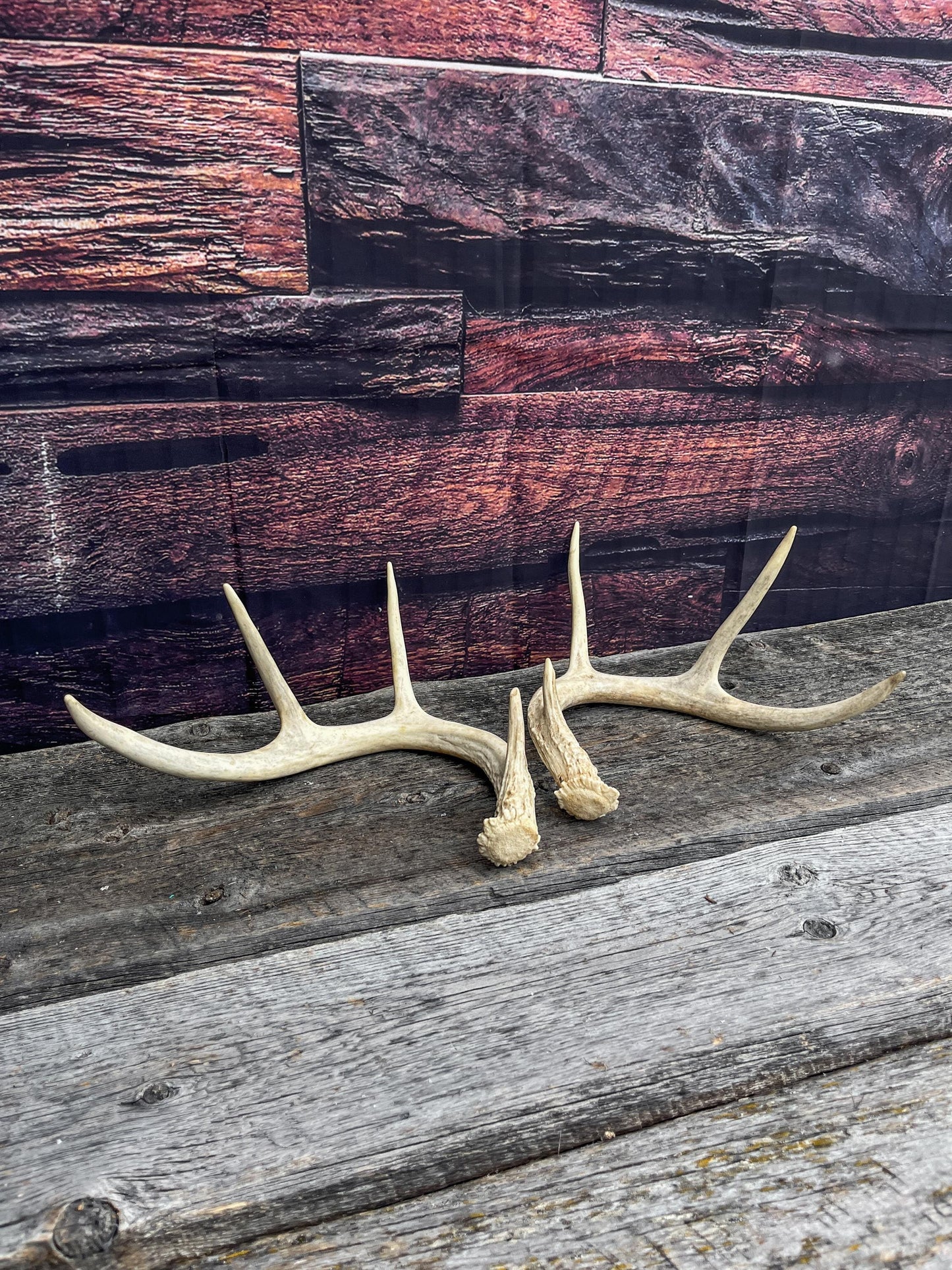 Antlers - Whitetail deer Matched Set. Wild, naturally shed antlers! Crafting, Farmhouse Decor and More!