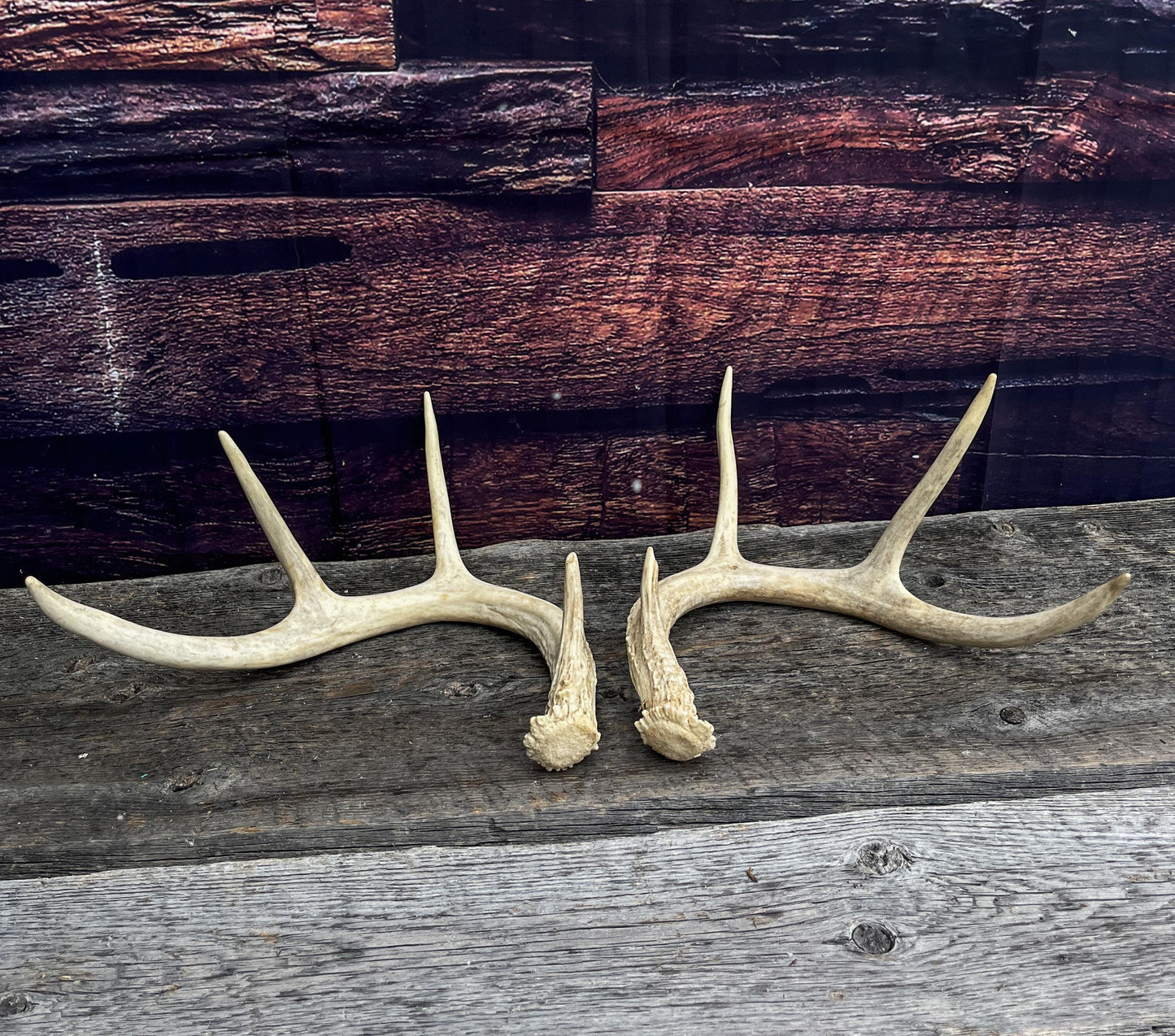 Antlers - Whitetail deer Matched Set. Wild, naturally shed antlers! Crafting, Farmhouse Decor and More!