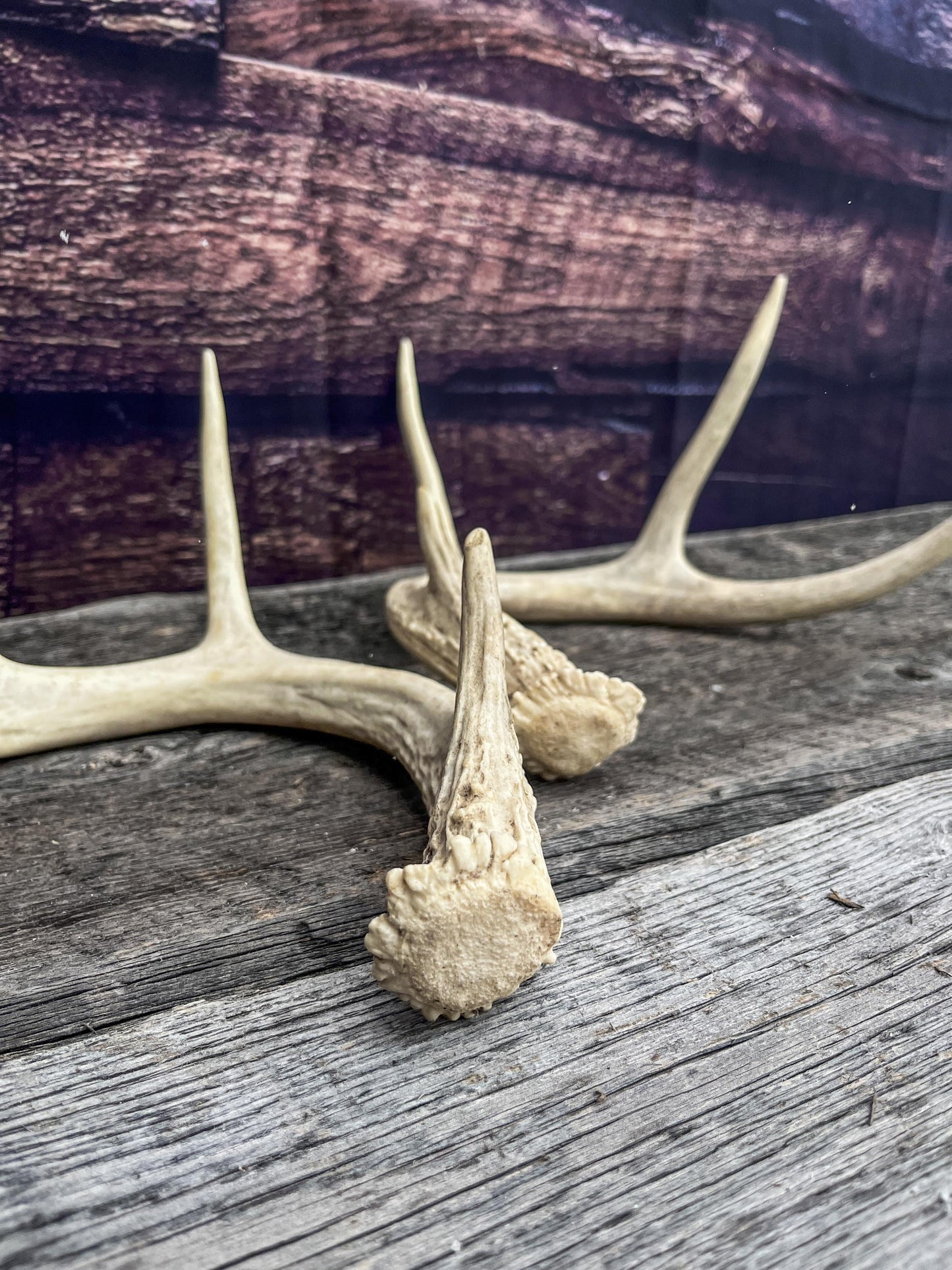 Antlers - Whitetail deer Matched Set. Wild, naturally shed antlers! Crafting, Farmhouse Decor and More!