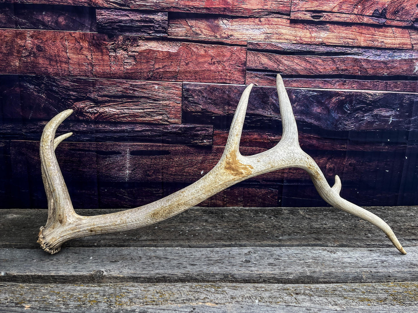 Wild Rocky Mountain Bull Elk Antler. Home Decor, Table Centerpiece, and More.