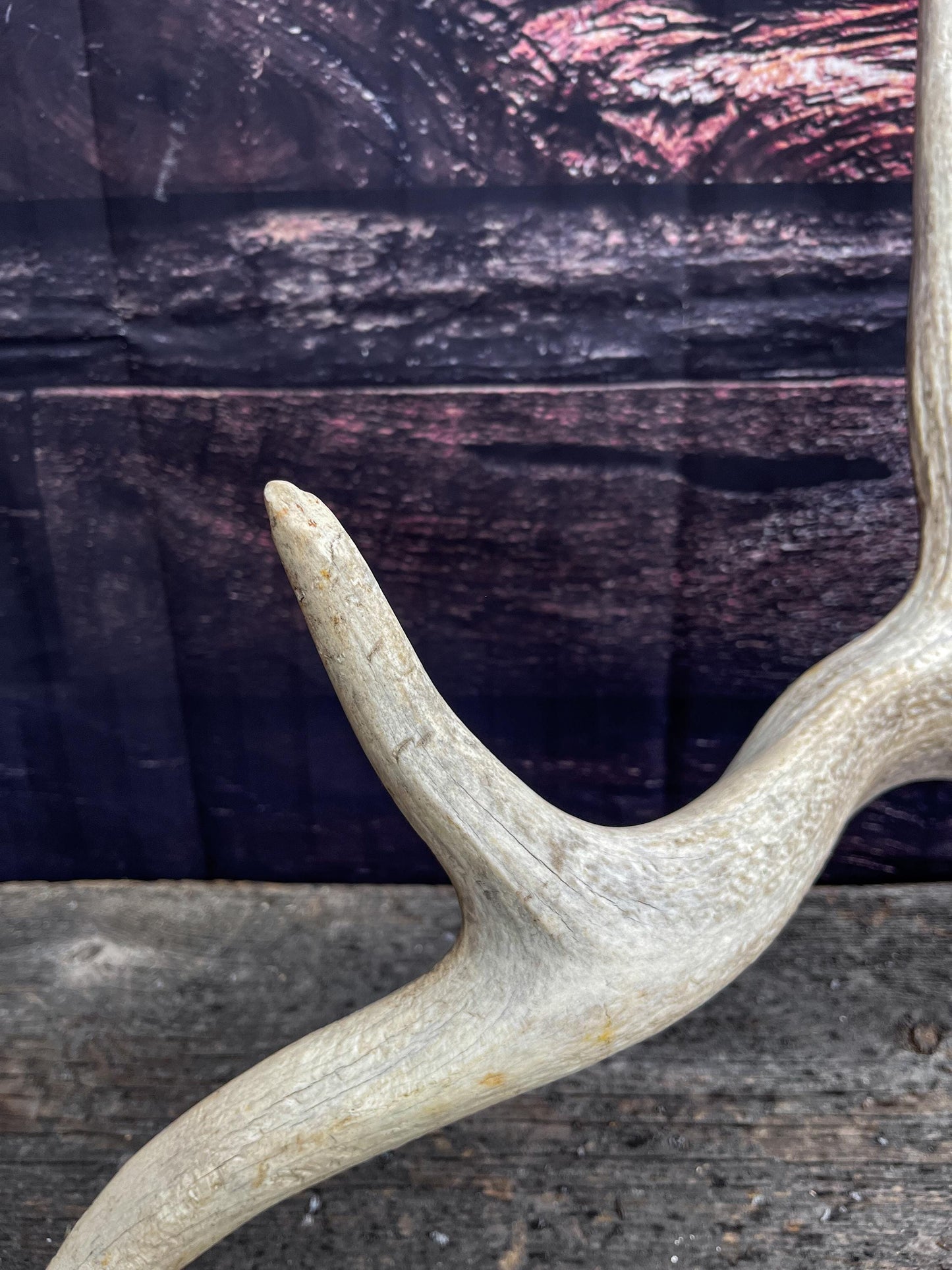 Wild Rocky Mountain Bull Elk Antler. Home Decor, Table Centerpiece, and More.
