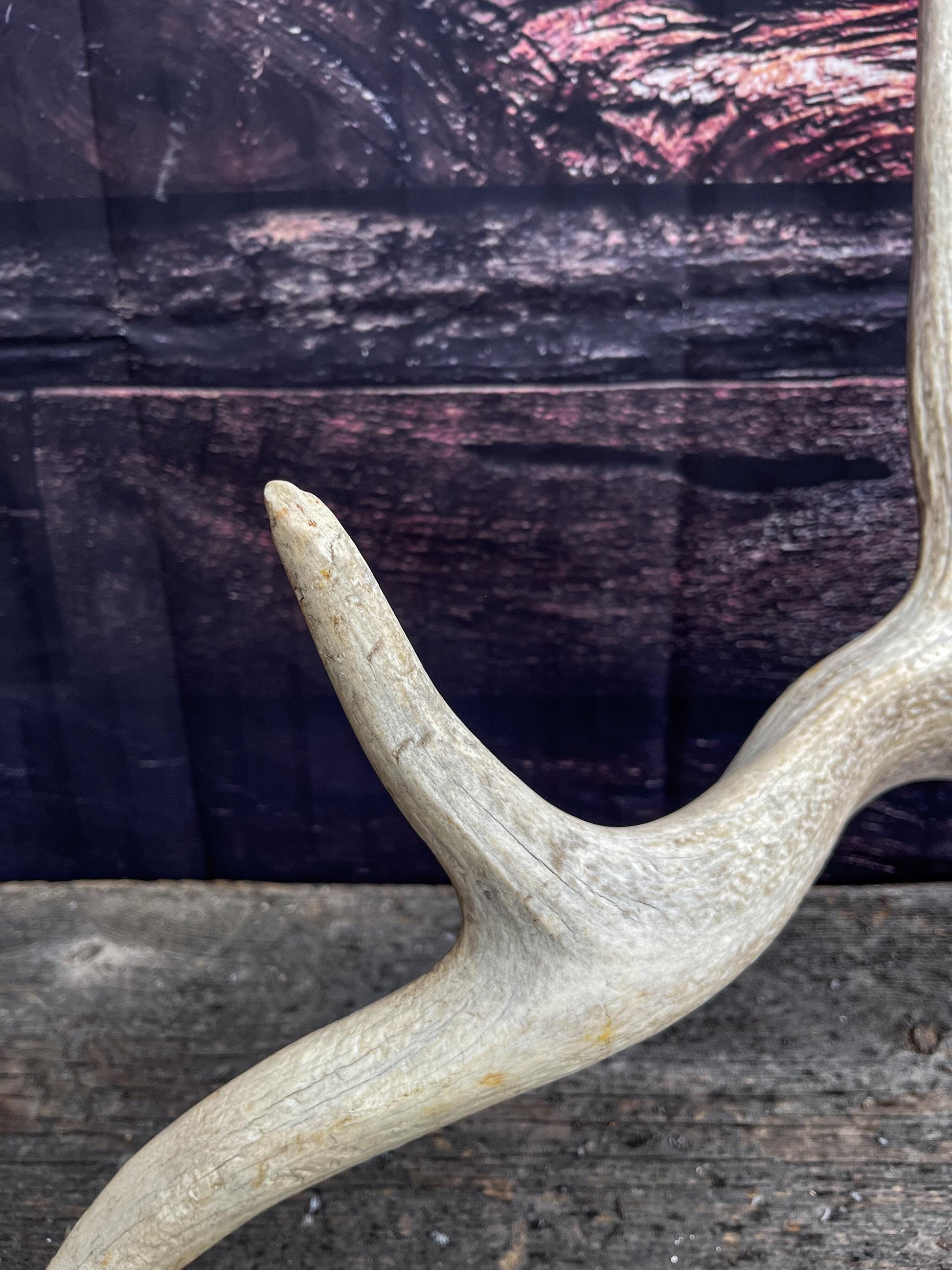 Wild Rocky Mountain Bull Elk Antler. Home Decor, Table Centerpiece, and More.