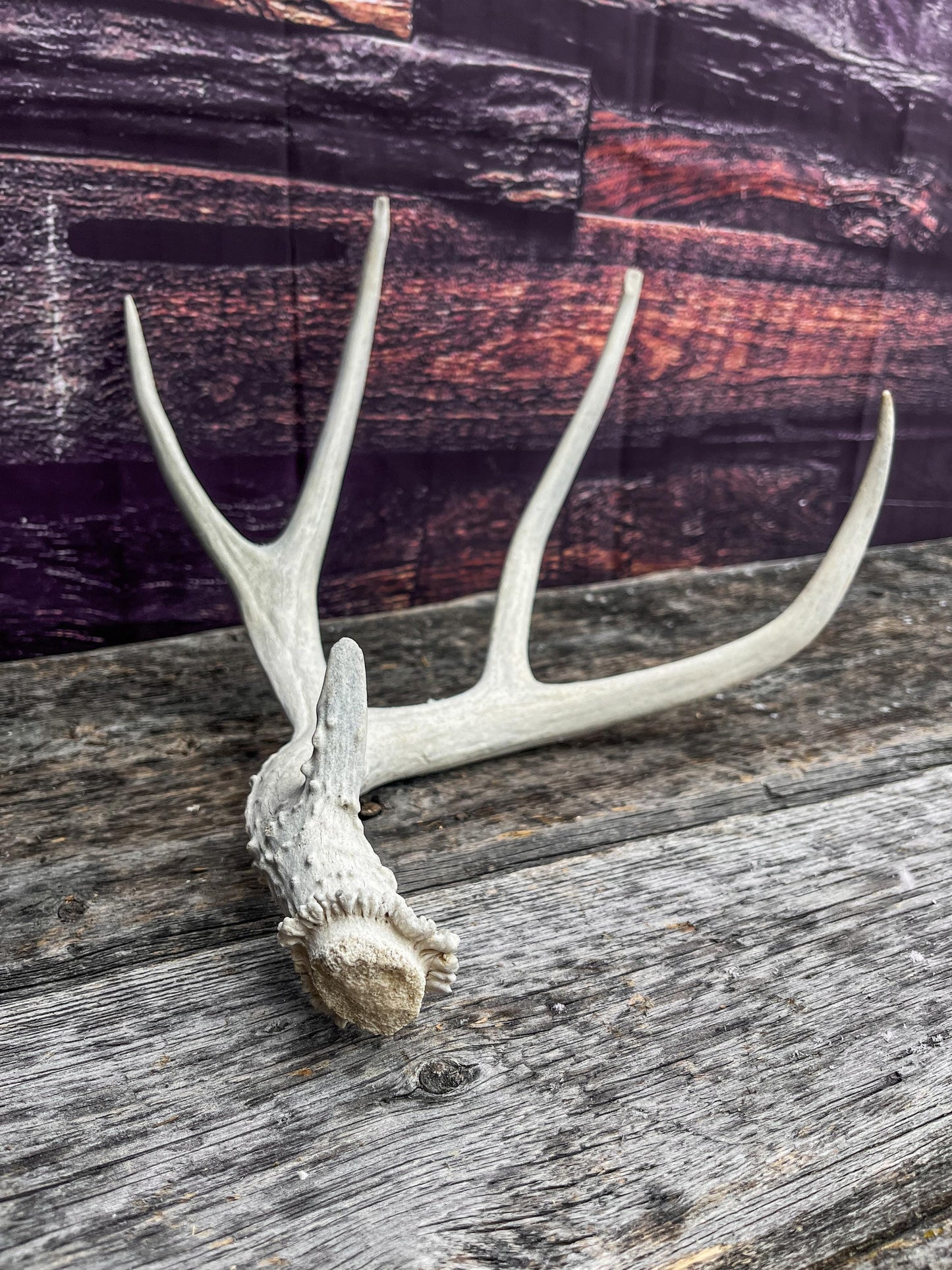Mule Deer Antler. Decor piece, Table centrepiece, and More.