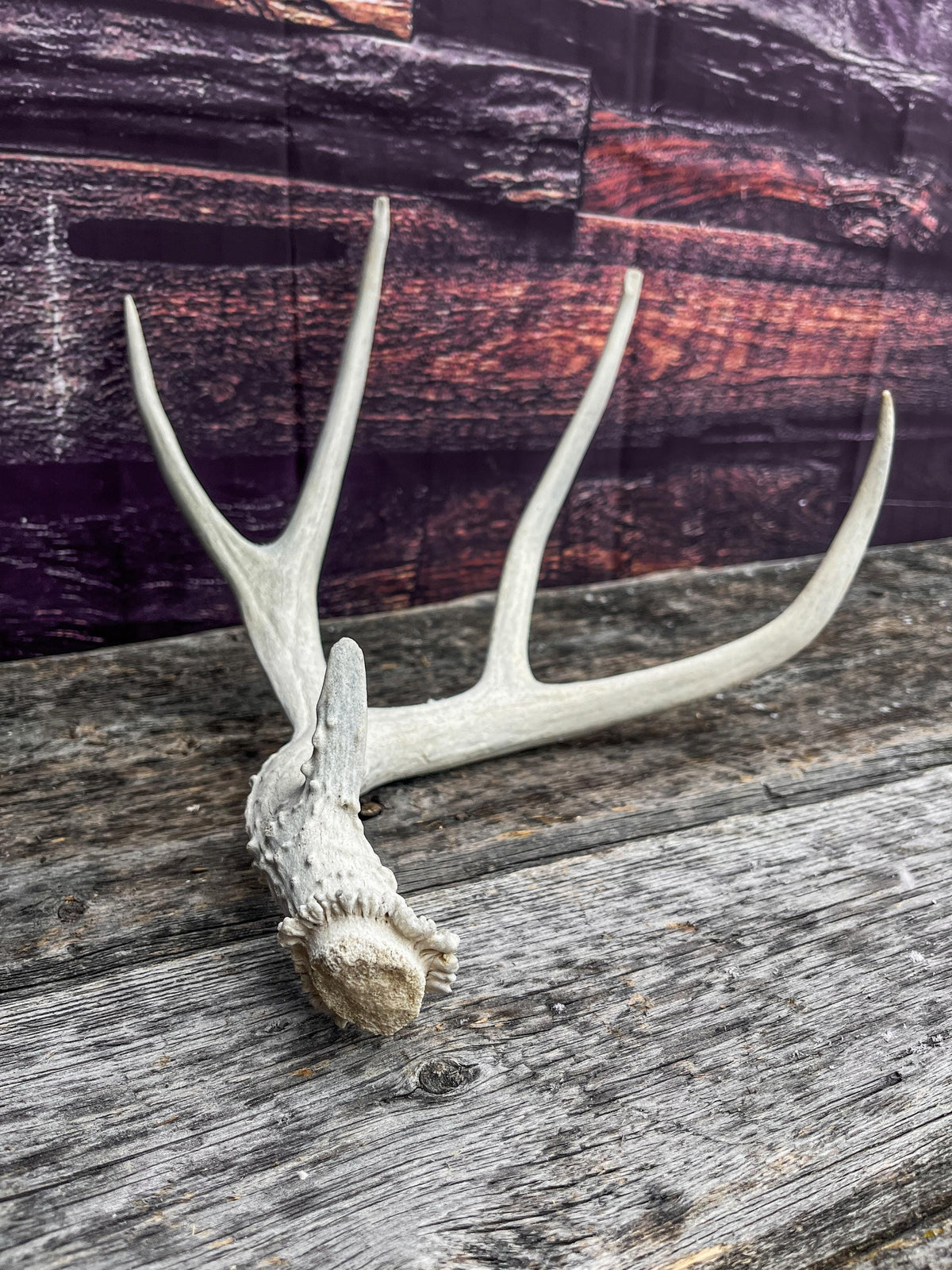 Mule Deer Antler. Decor piece, Table centrepiece, and More.